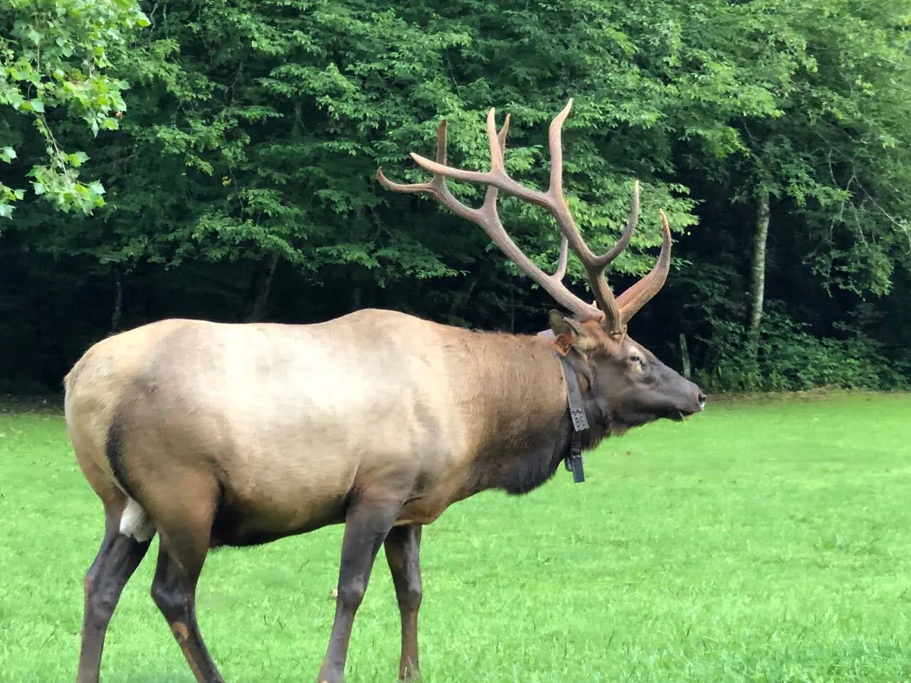 Bull elk grazing in Cataloochee Valley