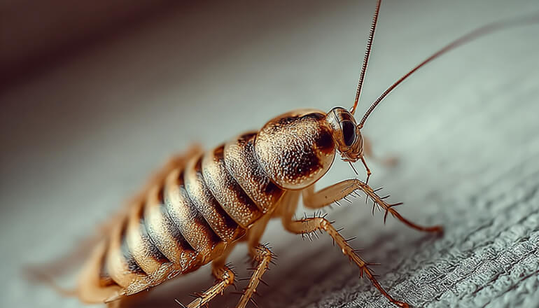 Cockroach sitting on carpet in house