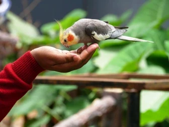 a parakeet eating from a hand
