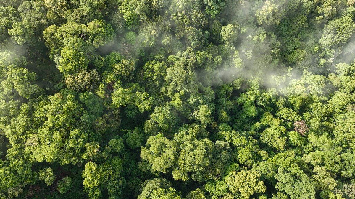An image of a forest