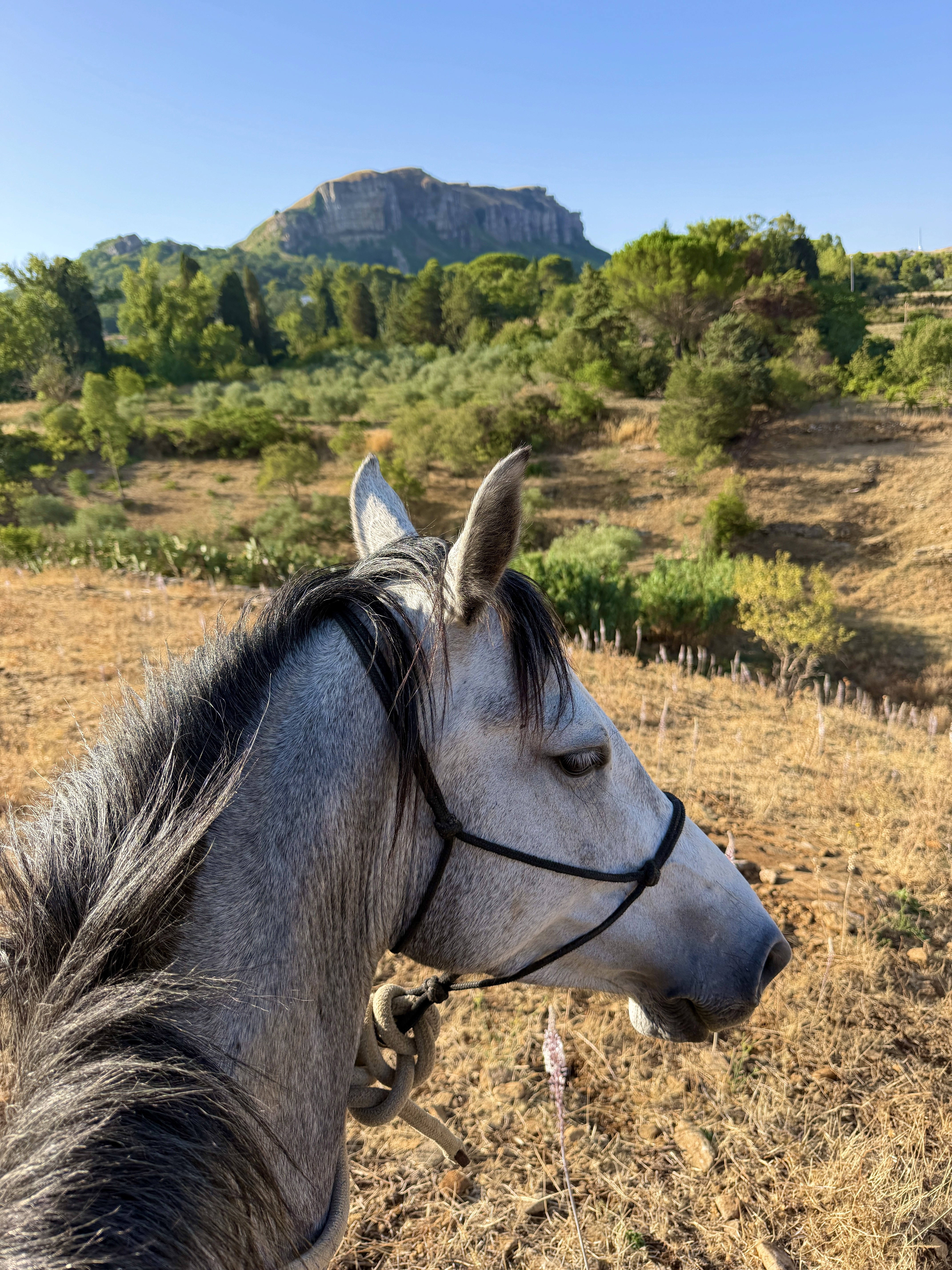 Horse overlooking the Sicilian countryside
