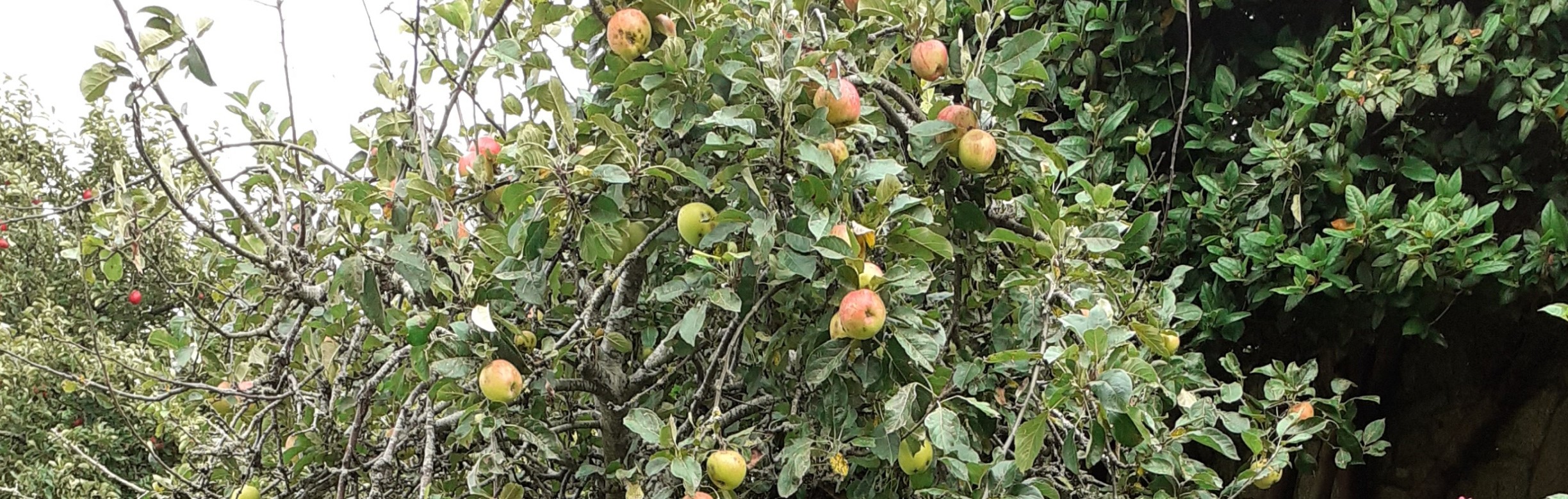 Mystical Experiences