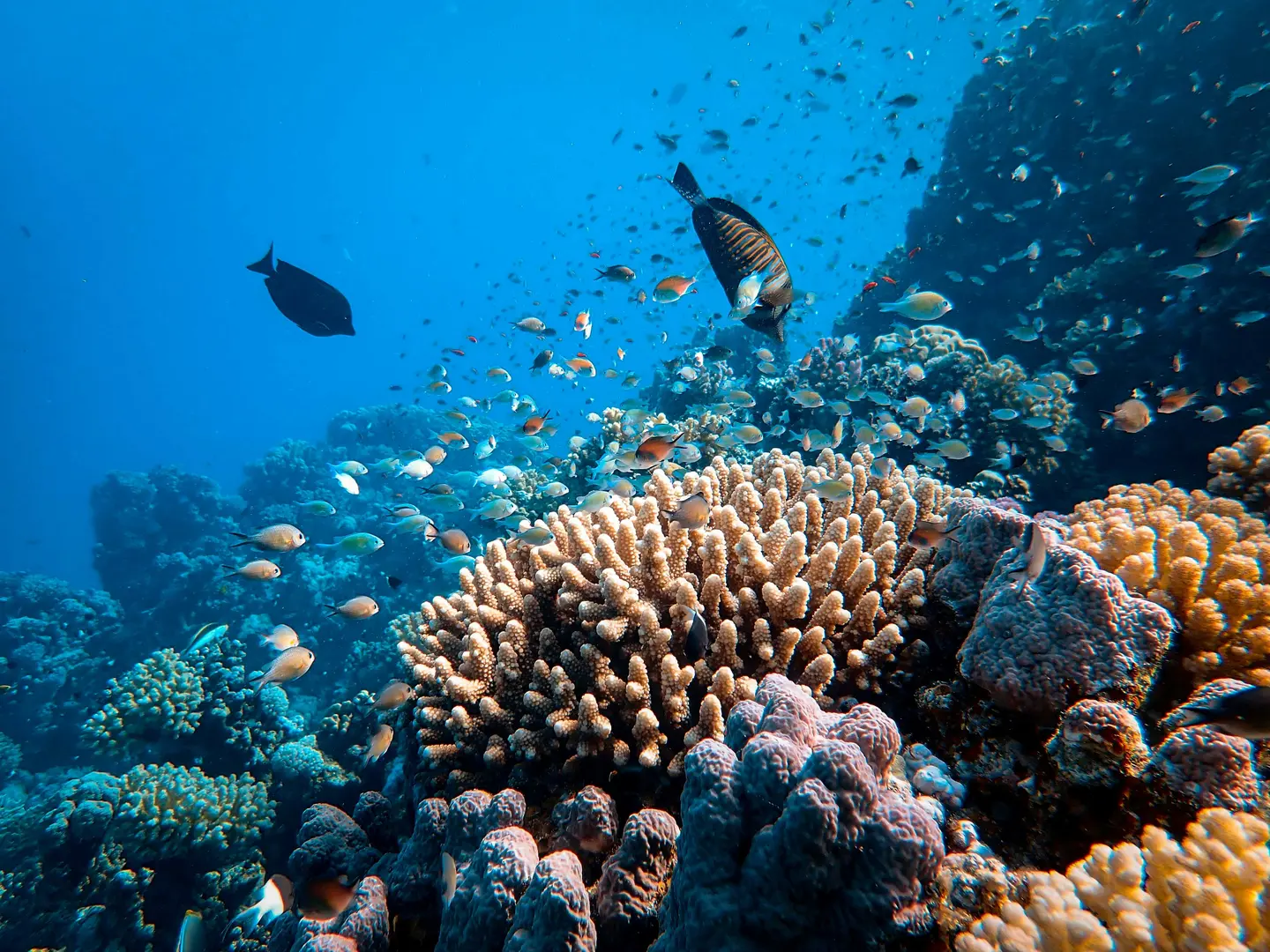 A coral garden in senggigi reef