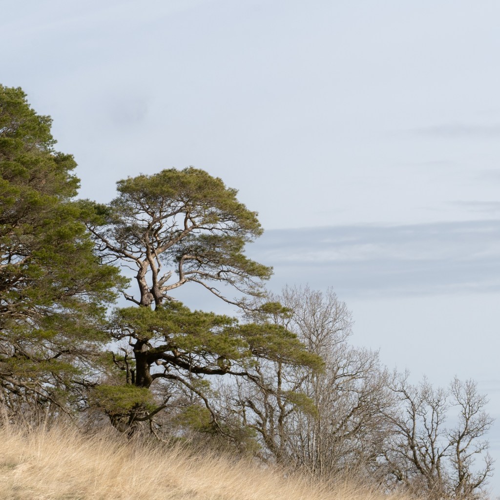 A few trees on a hill. Dry grass blowing in the foreground, and nothing but sky behind them.