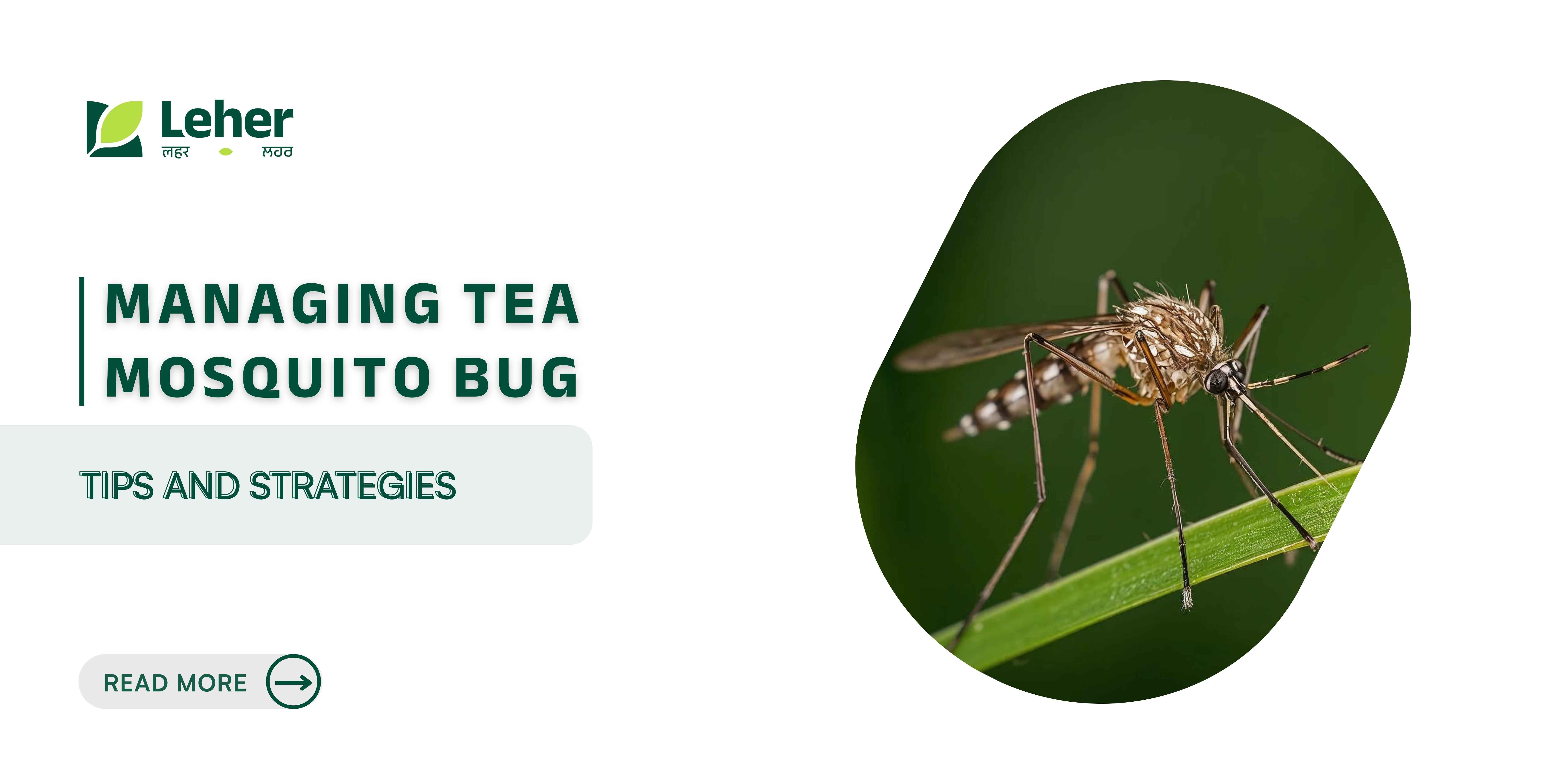Managing Tea Mosquito Bug: Tips and Strategies