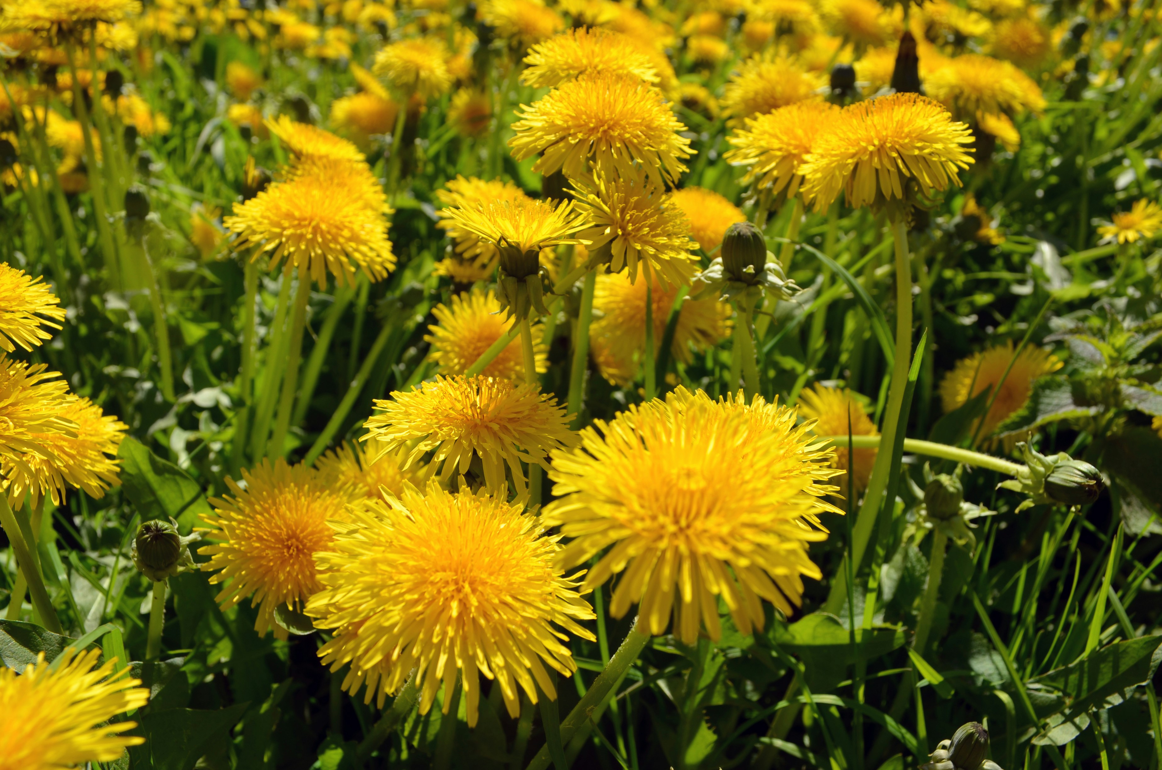 Dandelion Herb Profile