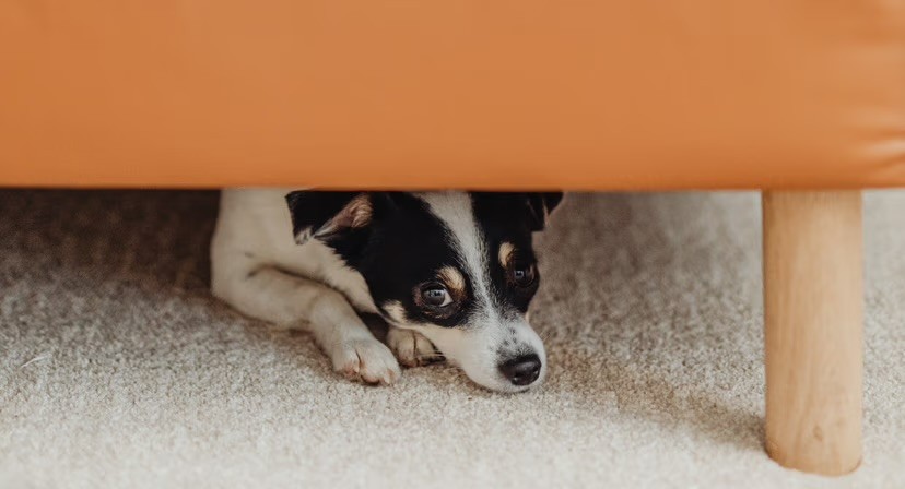 A small black and white dog cowers under an orange sofa on a cream carpet, looking out with wide, anxious eyes.