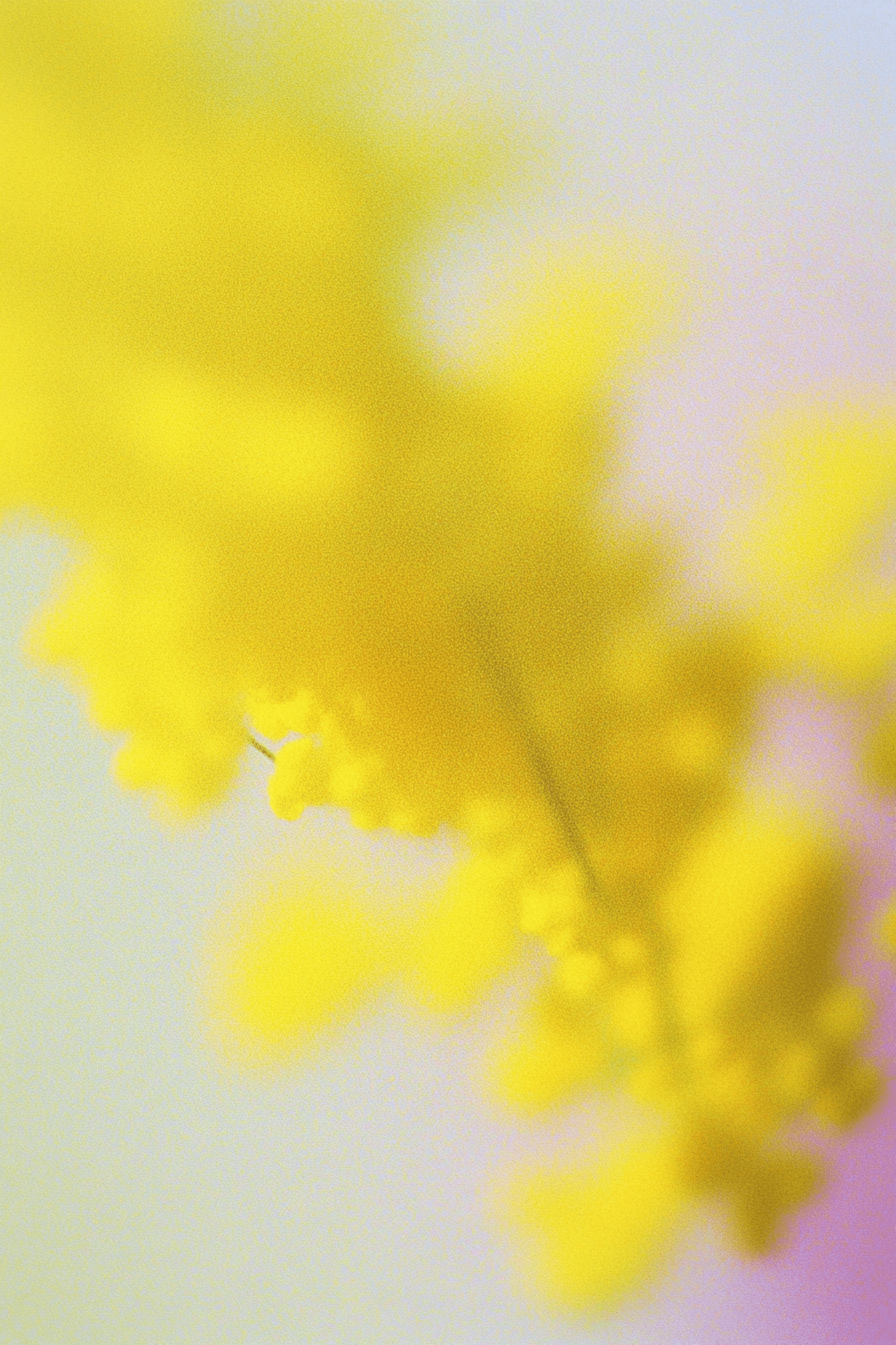 A soft-focus yellow floral background.