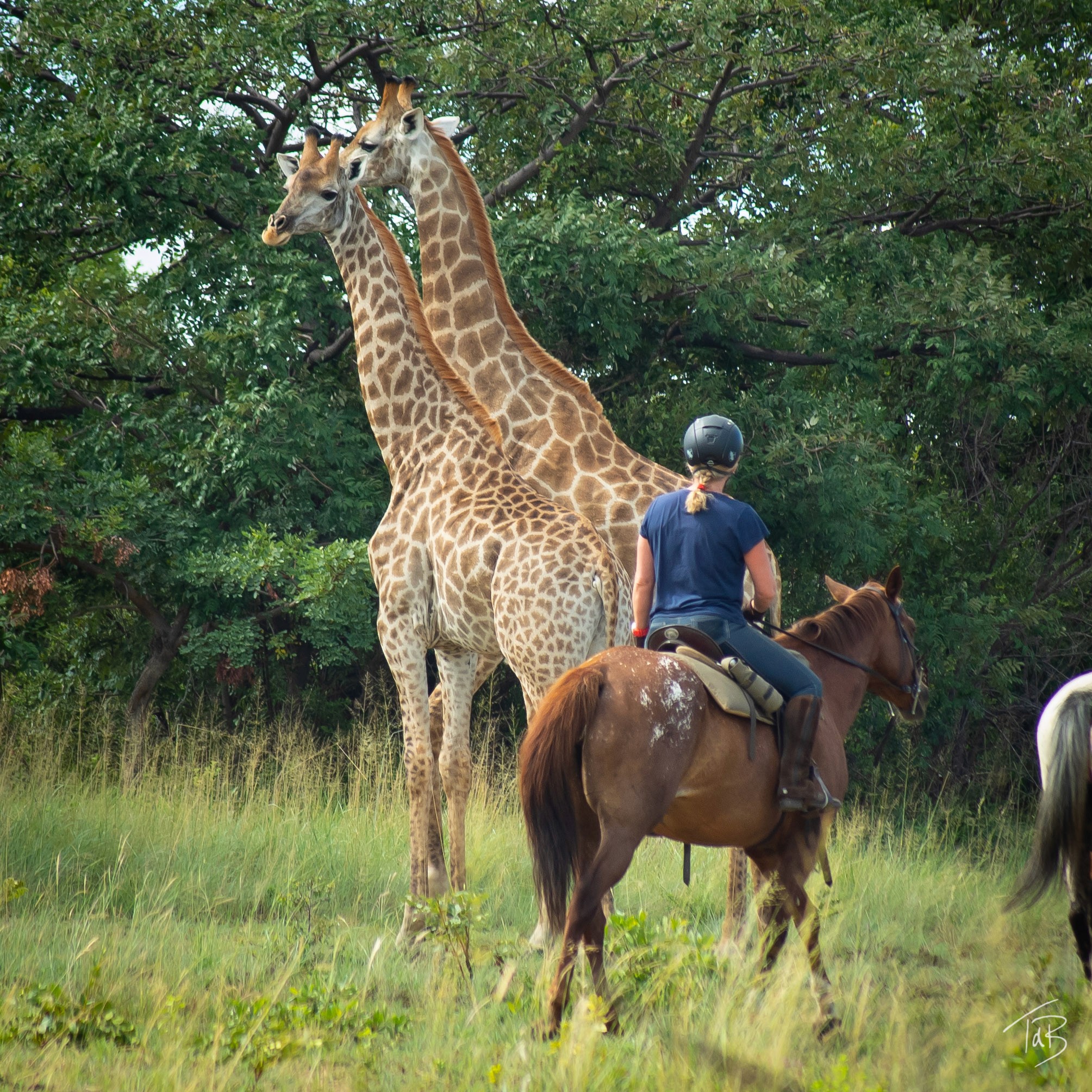 Ridsafari i Waterberg, Sydafrika – en ryttare till häst på ridsemester passerar två giraffer på mycket nära håll.