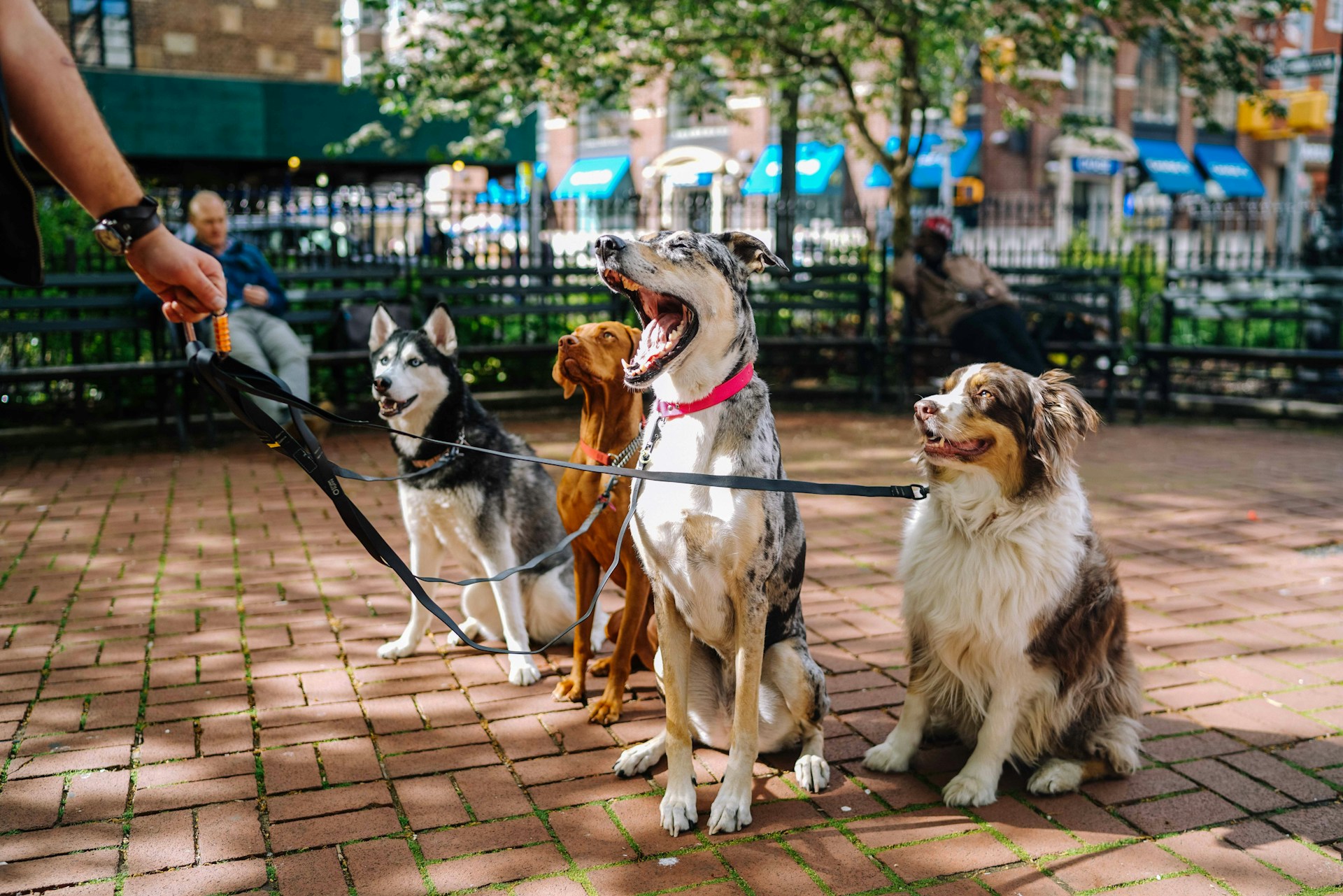 a picture of four different breeds of dogs