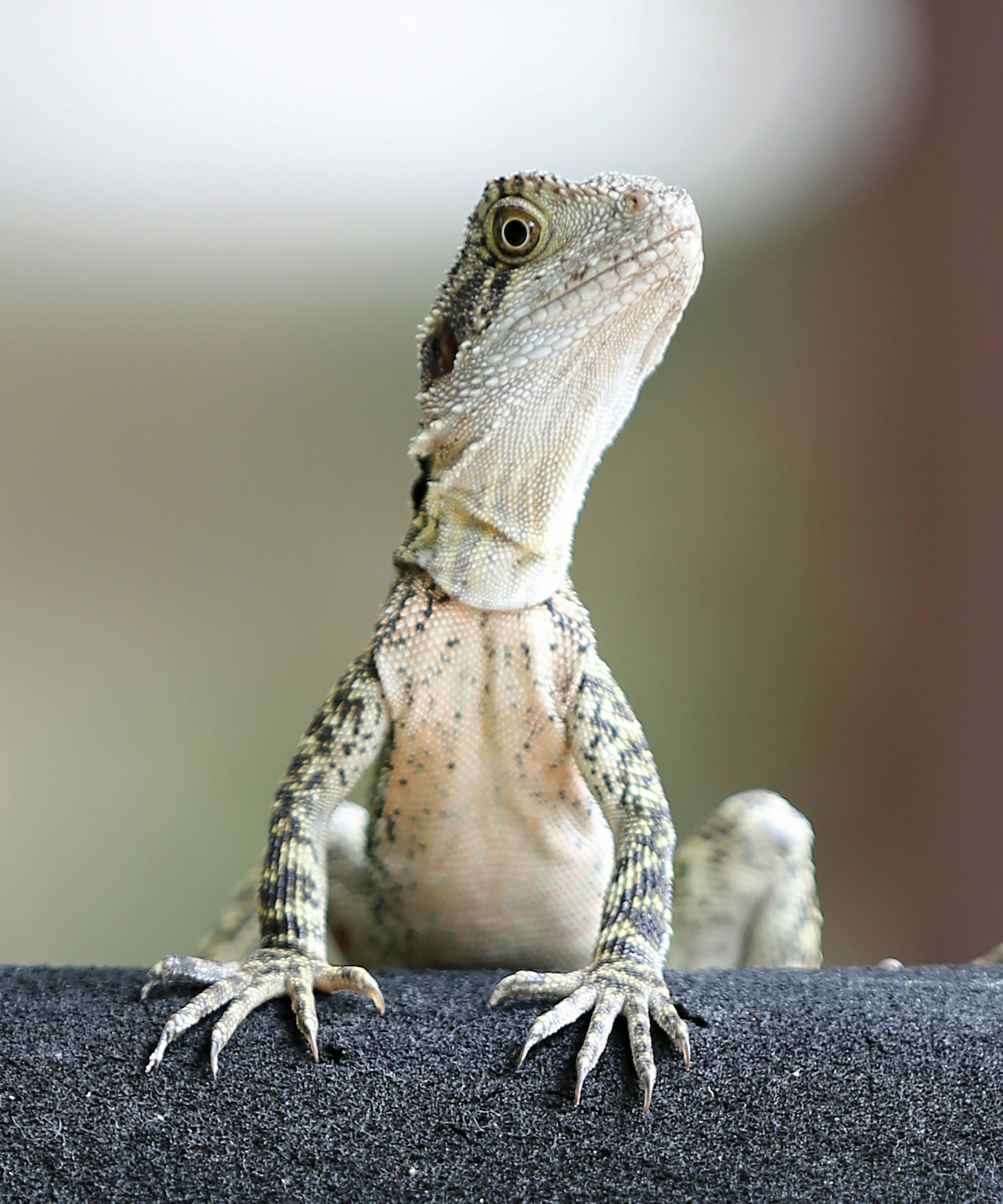 a close up of a lizard on a wall