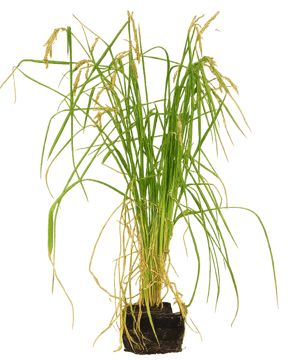 Side-by-side comparison of treated and control rice plants showing increased yield performance.