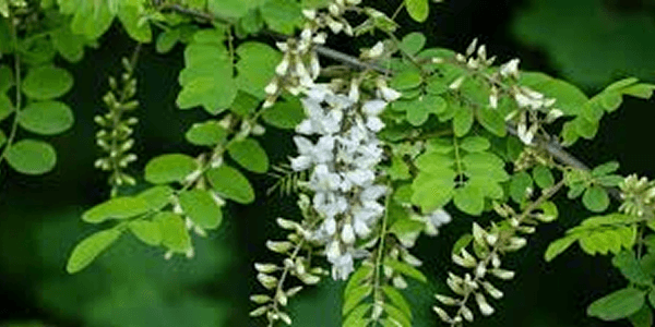 Robinia faux-acacia (Robinia pseudoacacia)
