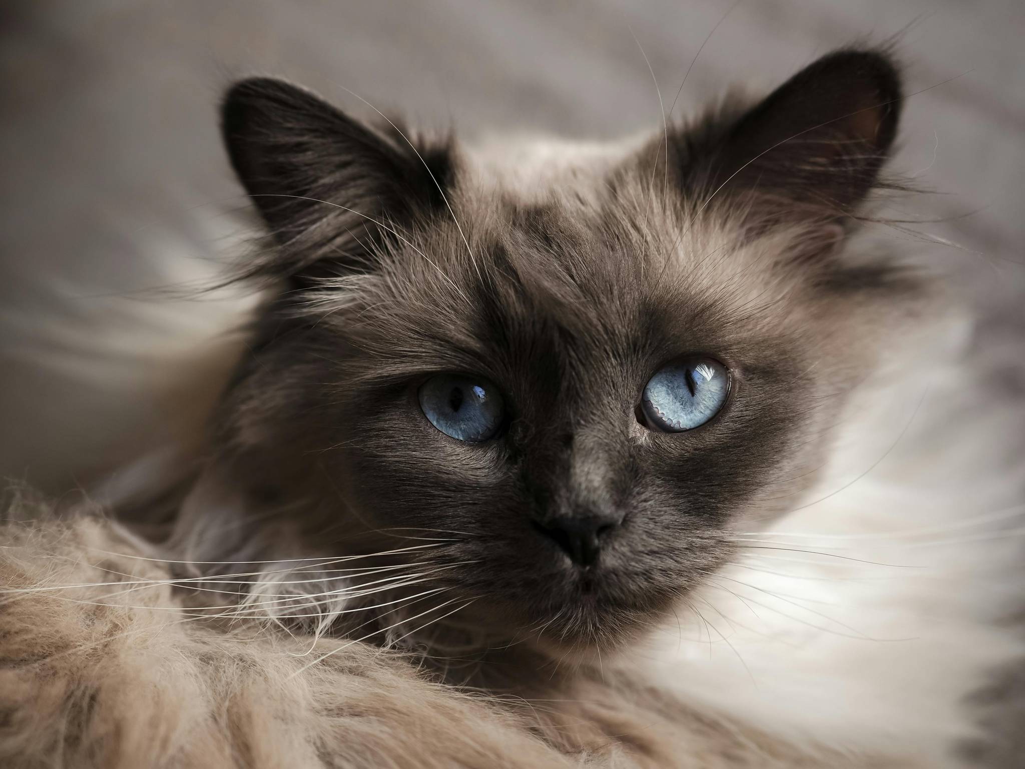 Birman Physical Characteristics