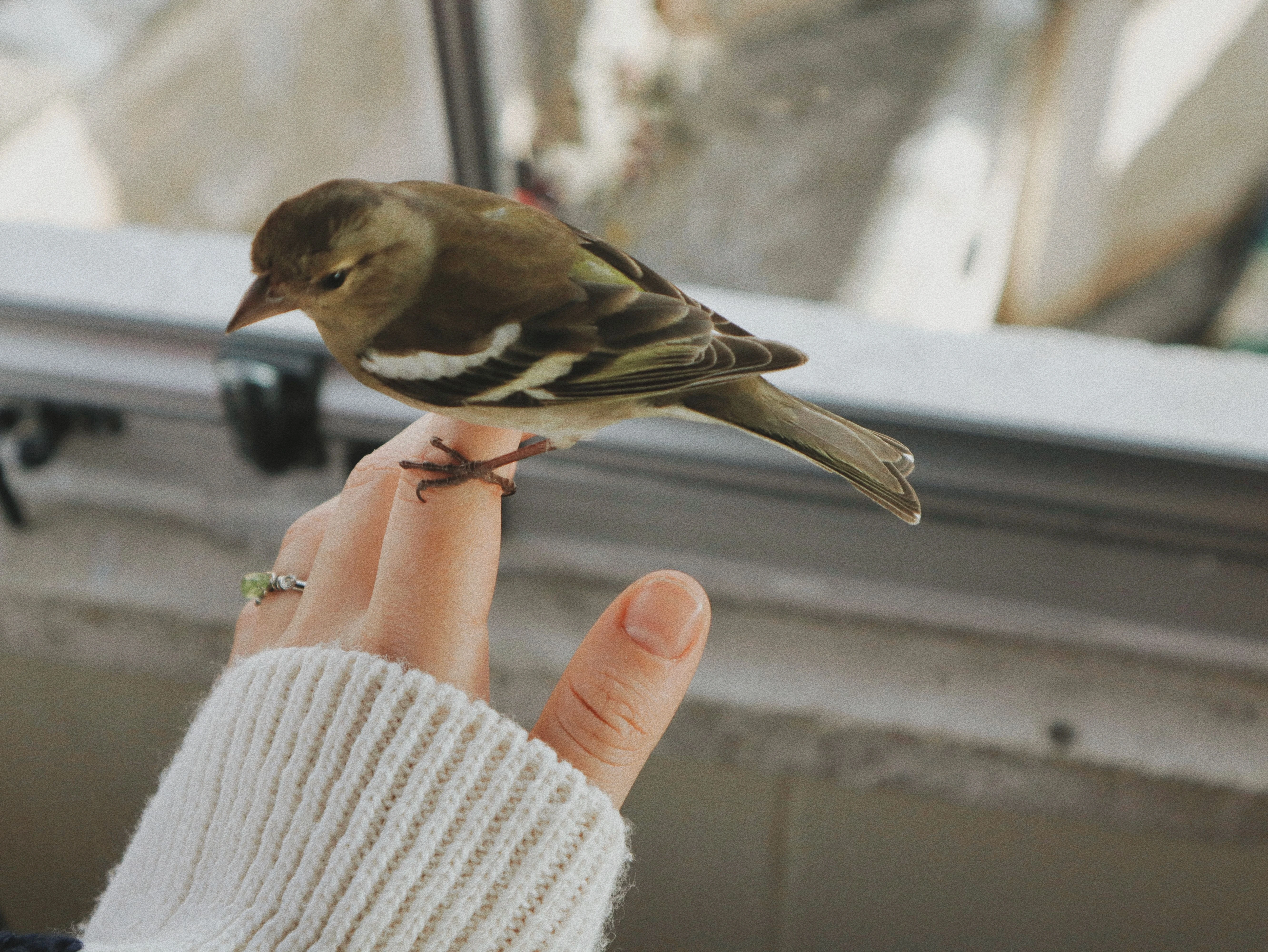 a bird standing on hand
