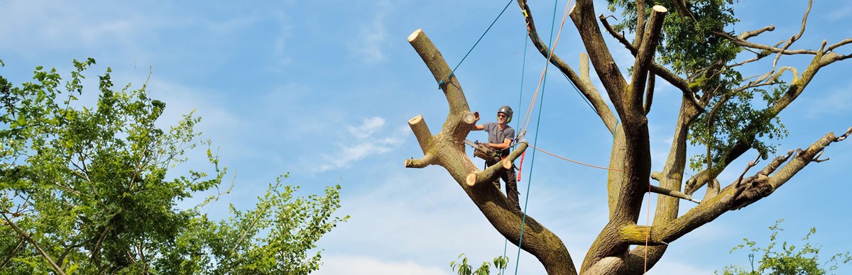 Tree cabling in California