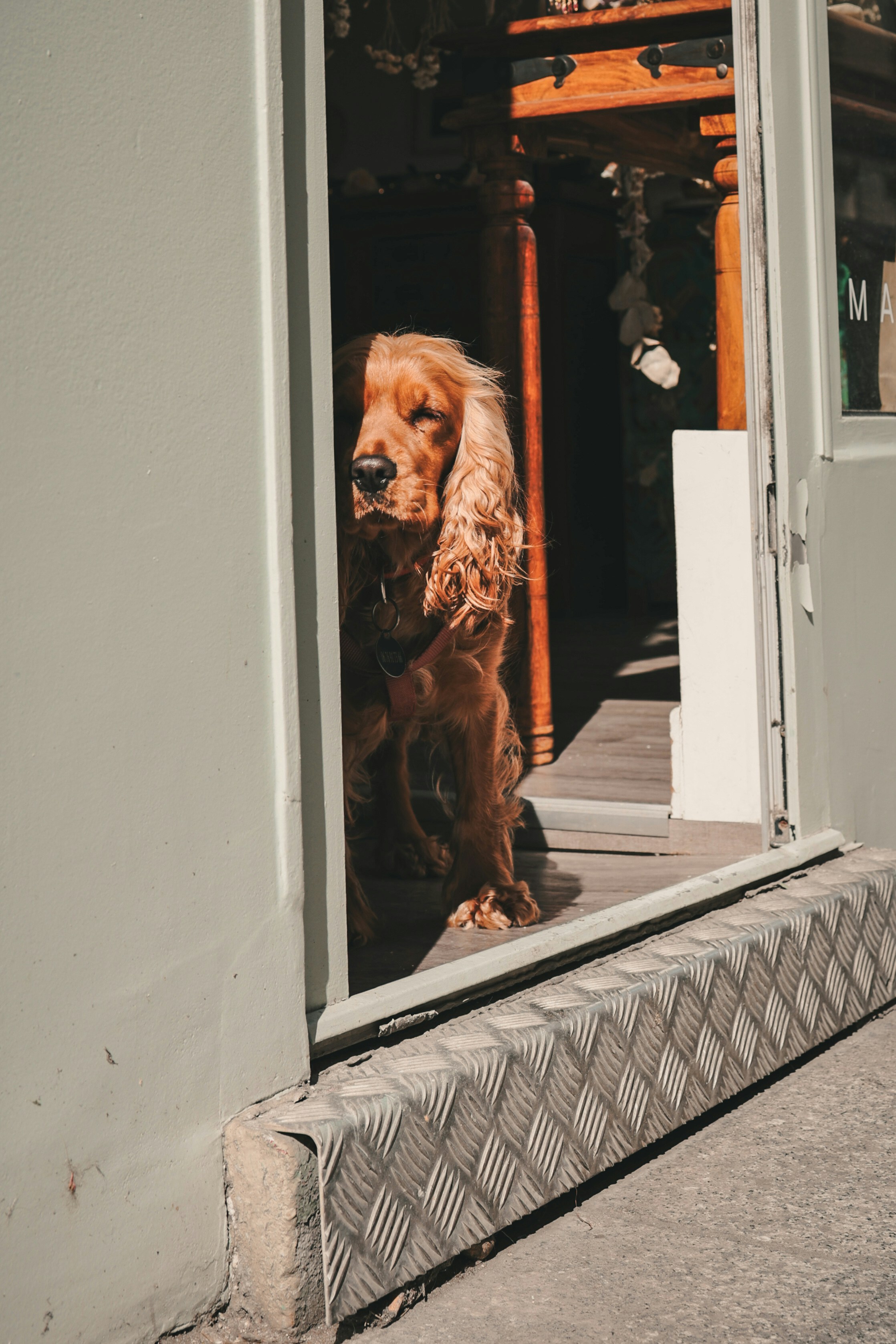 How to spot separation anxiety in dogs before leaving the house