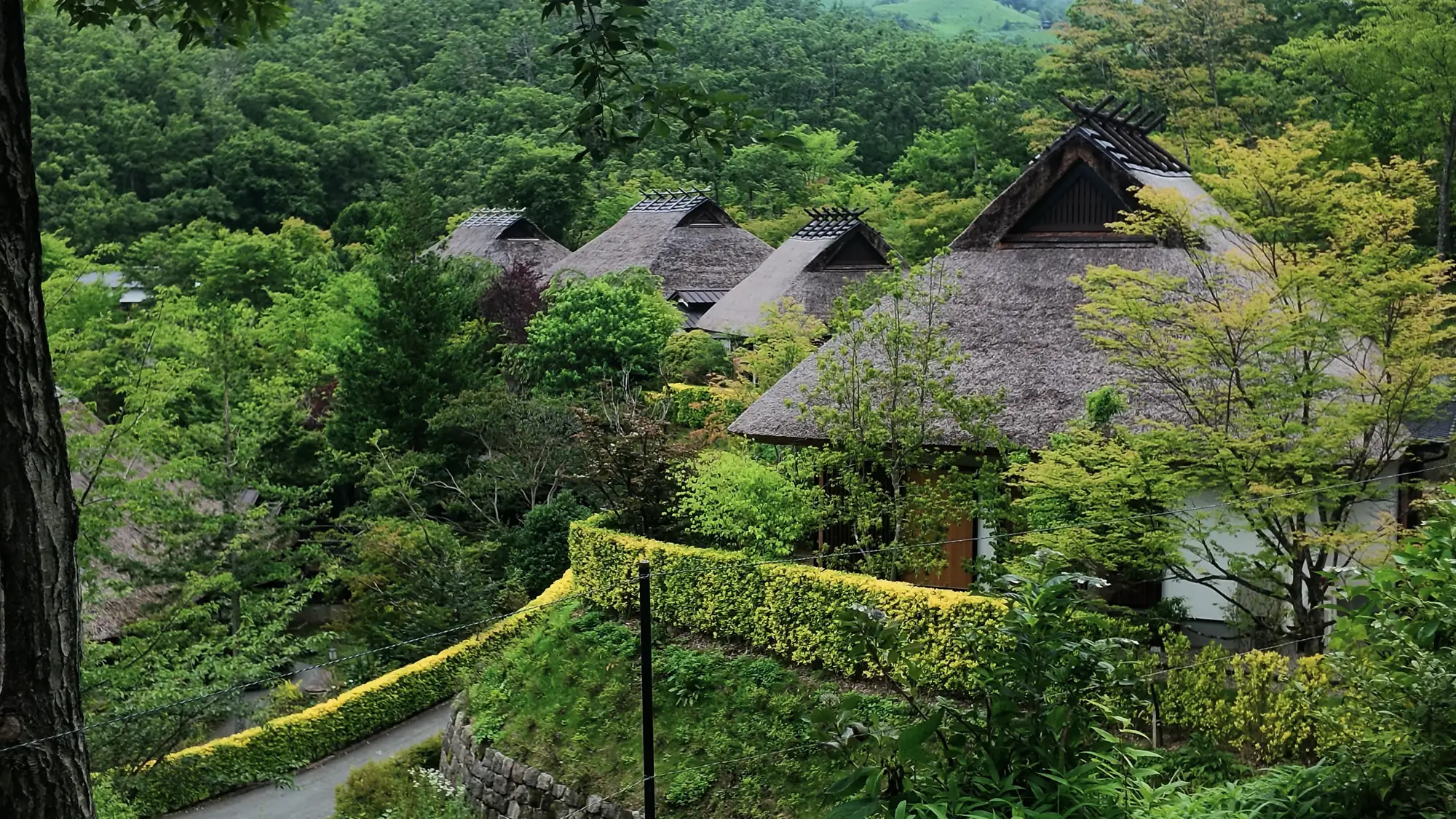 Thatched roofs among forest on a hillside near Kurokawa