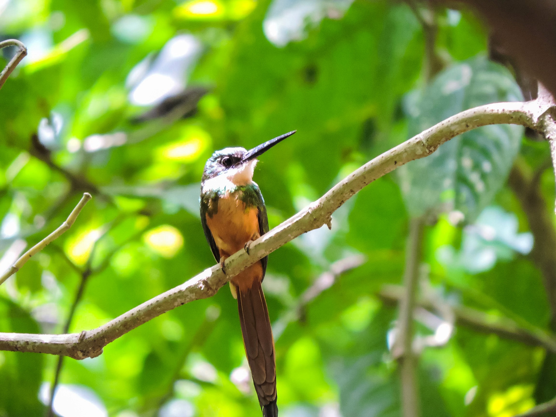 Jacamar Cola Canela