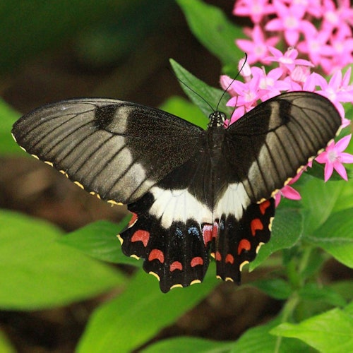 A black butterfly with white and red markings rests on a cluster of pink flowers, surrounded by green leaves.