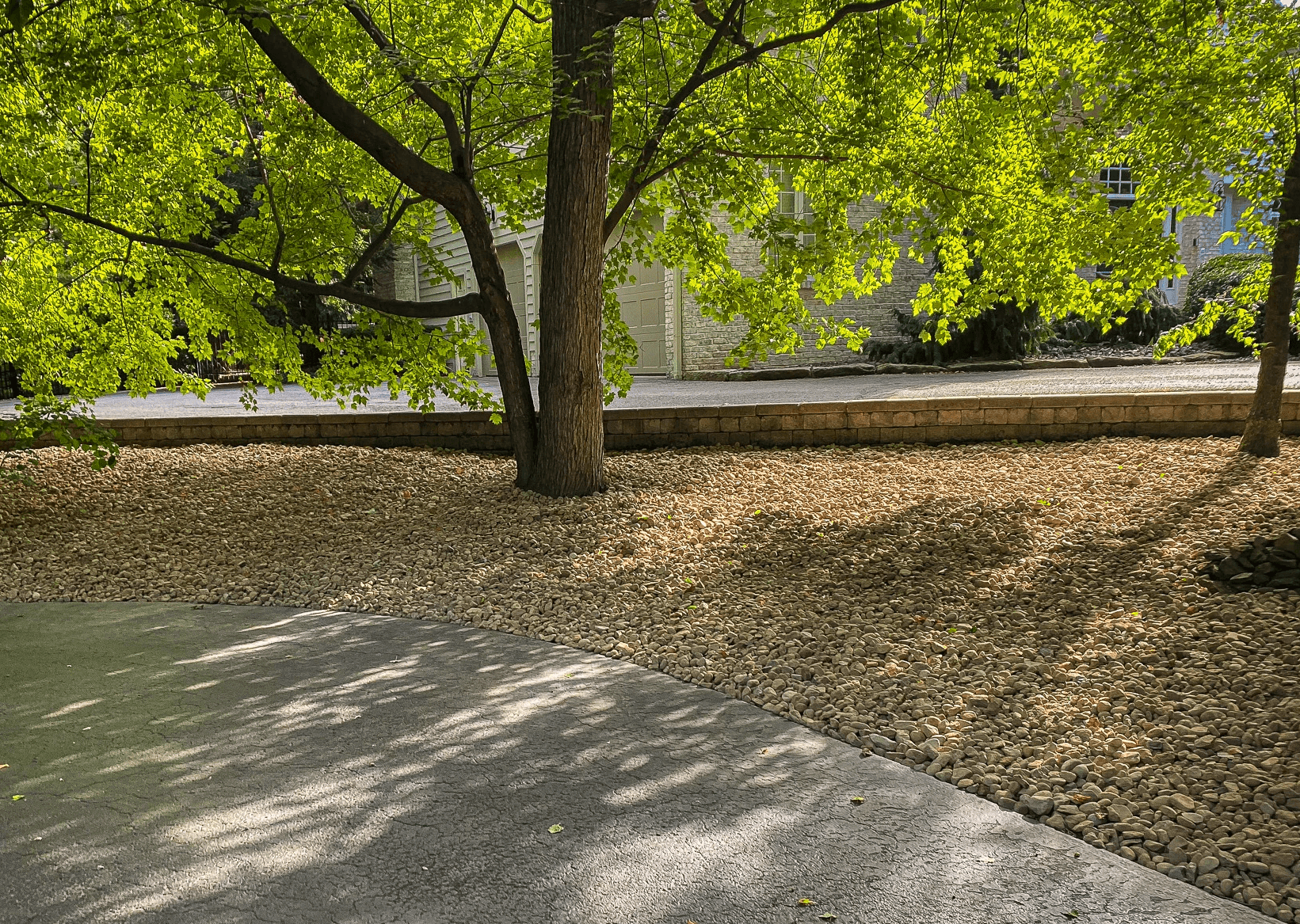 Gravel surrounding trees next to a driveway