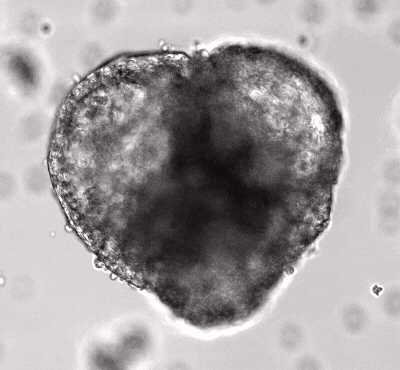 A beating heart made of stemcells.