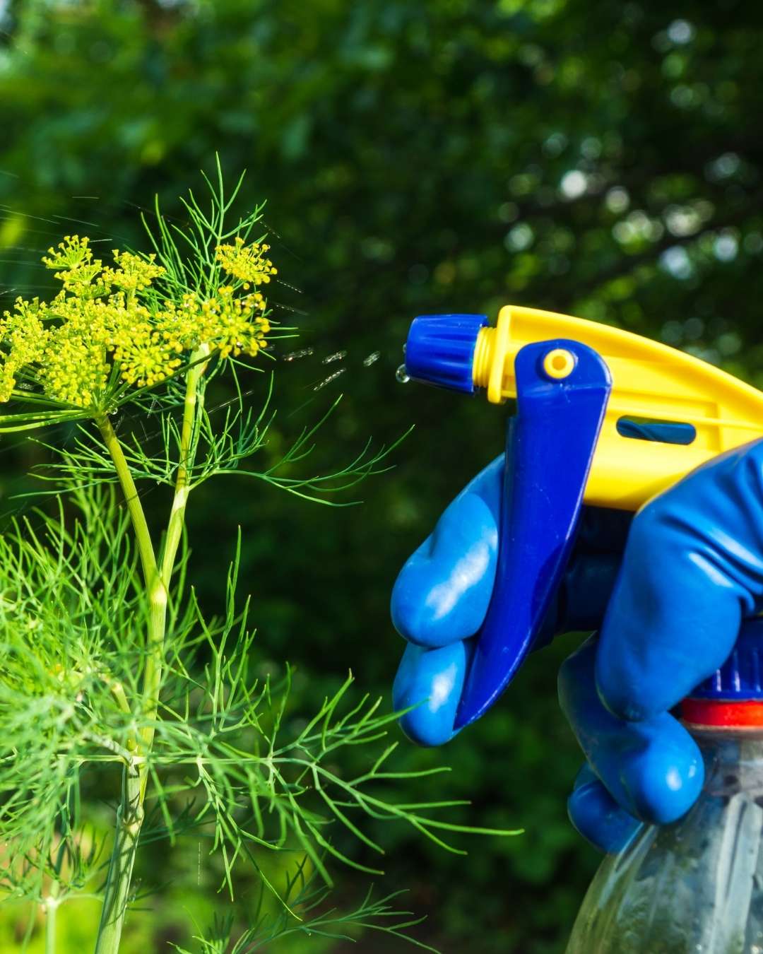 Shrub Pest Control Services