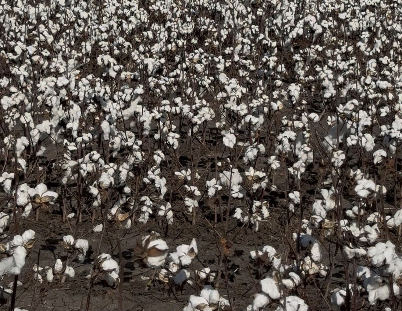 Dryland Cotton without treatment