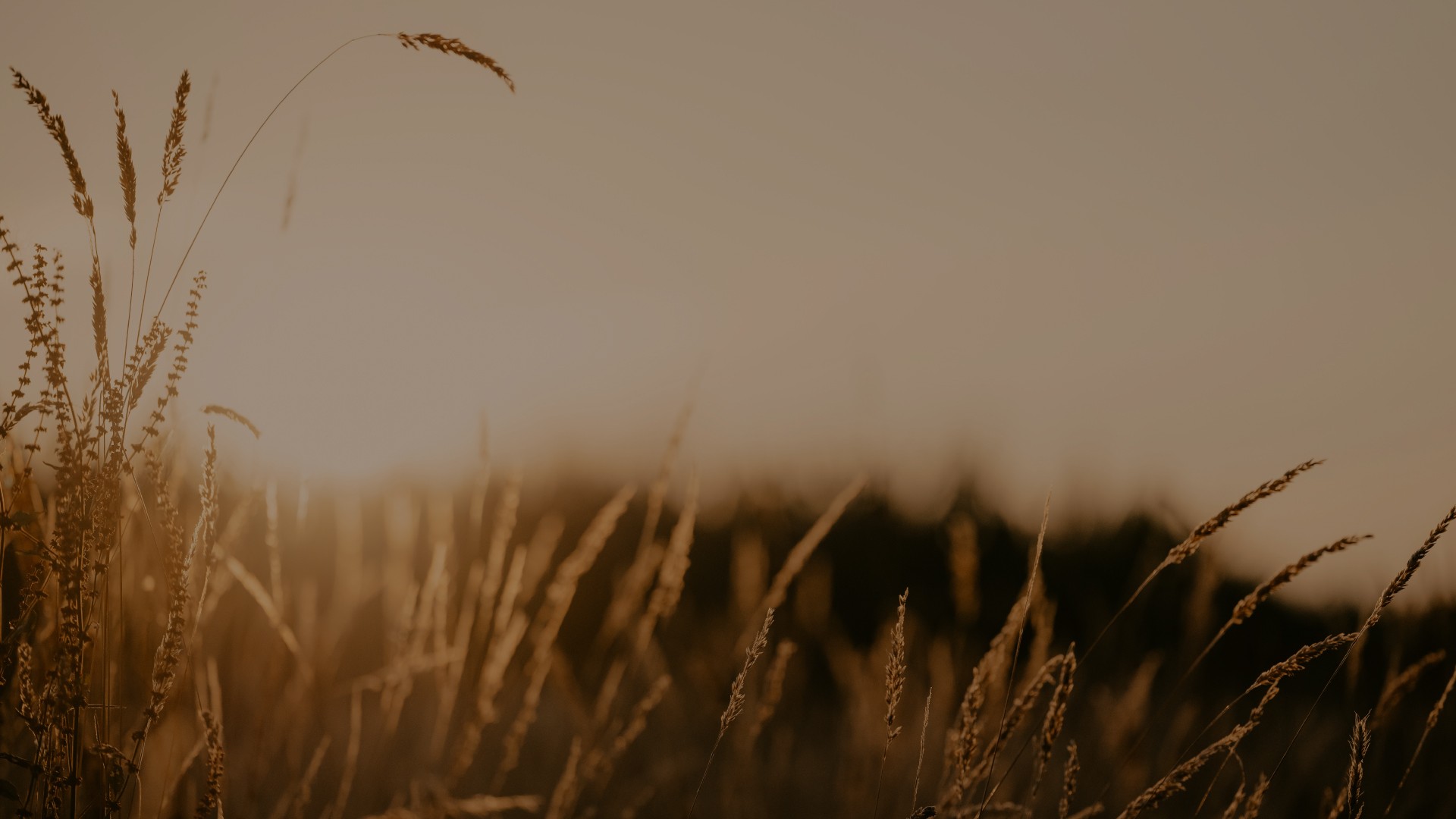 a black and white cat laying on top of a white wall