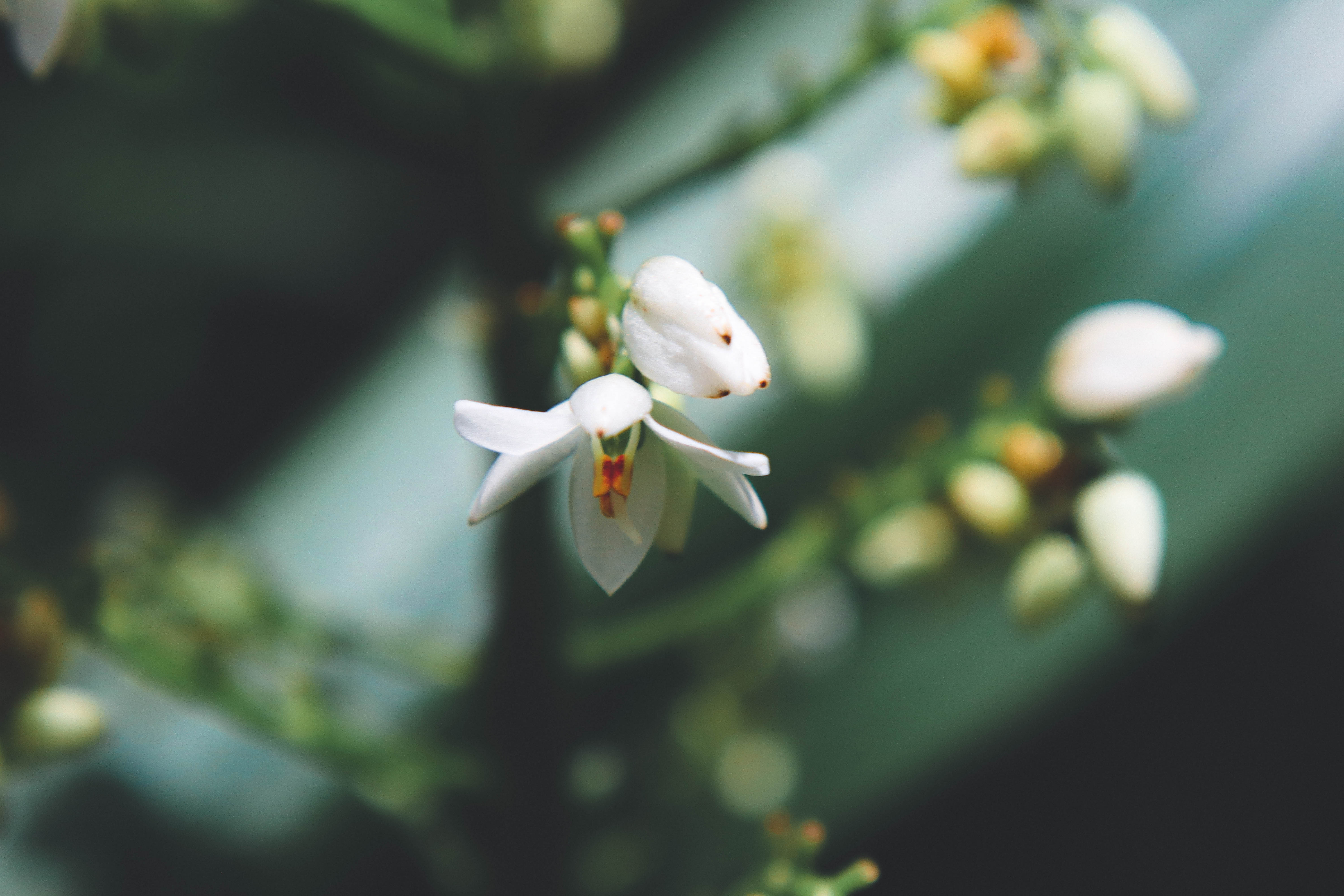 Sunshine hitting a flower in Oahu