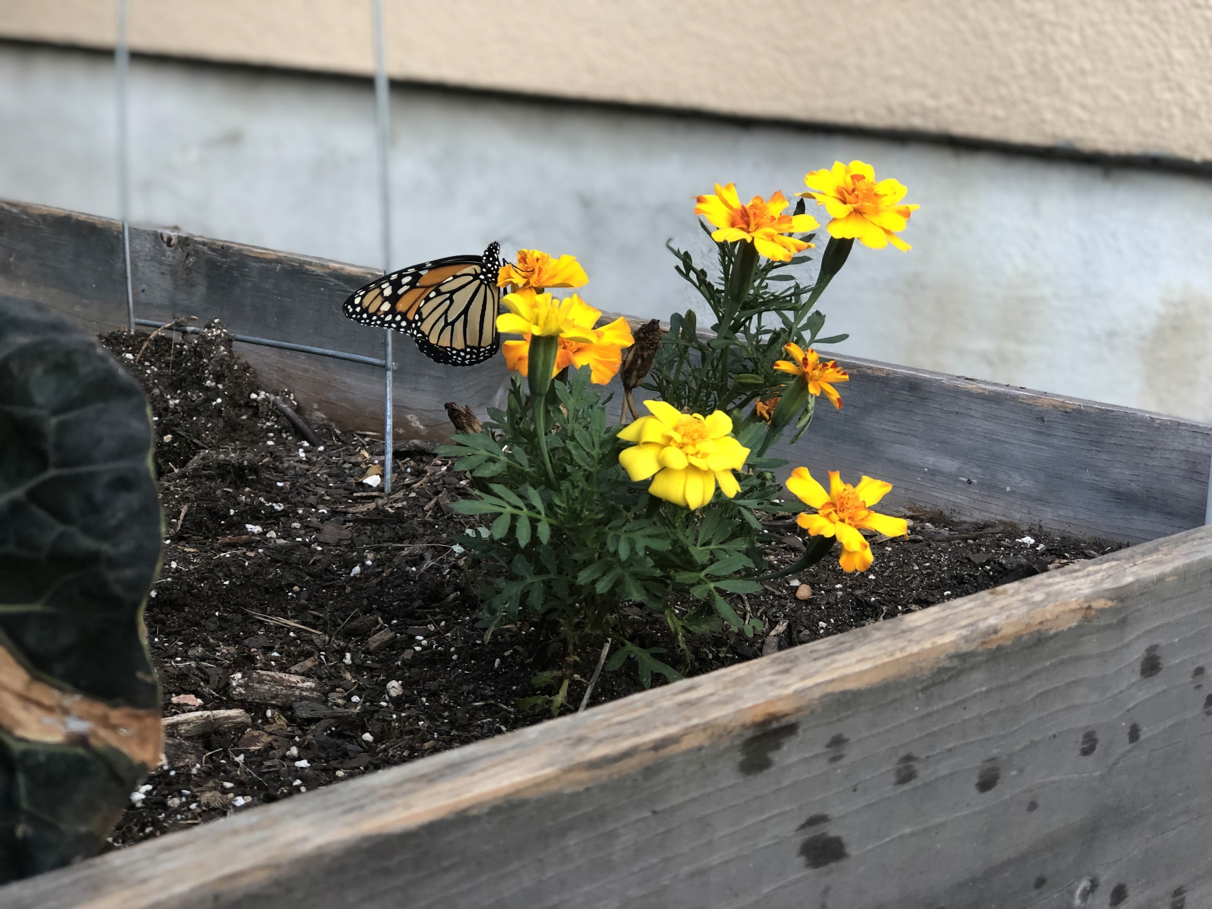 A Monarch butterfly enjoys a merigold in a Mueller garden