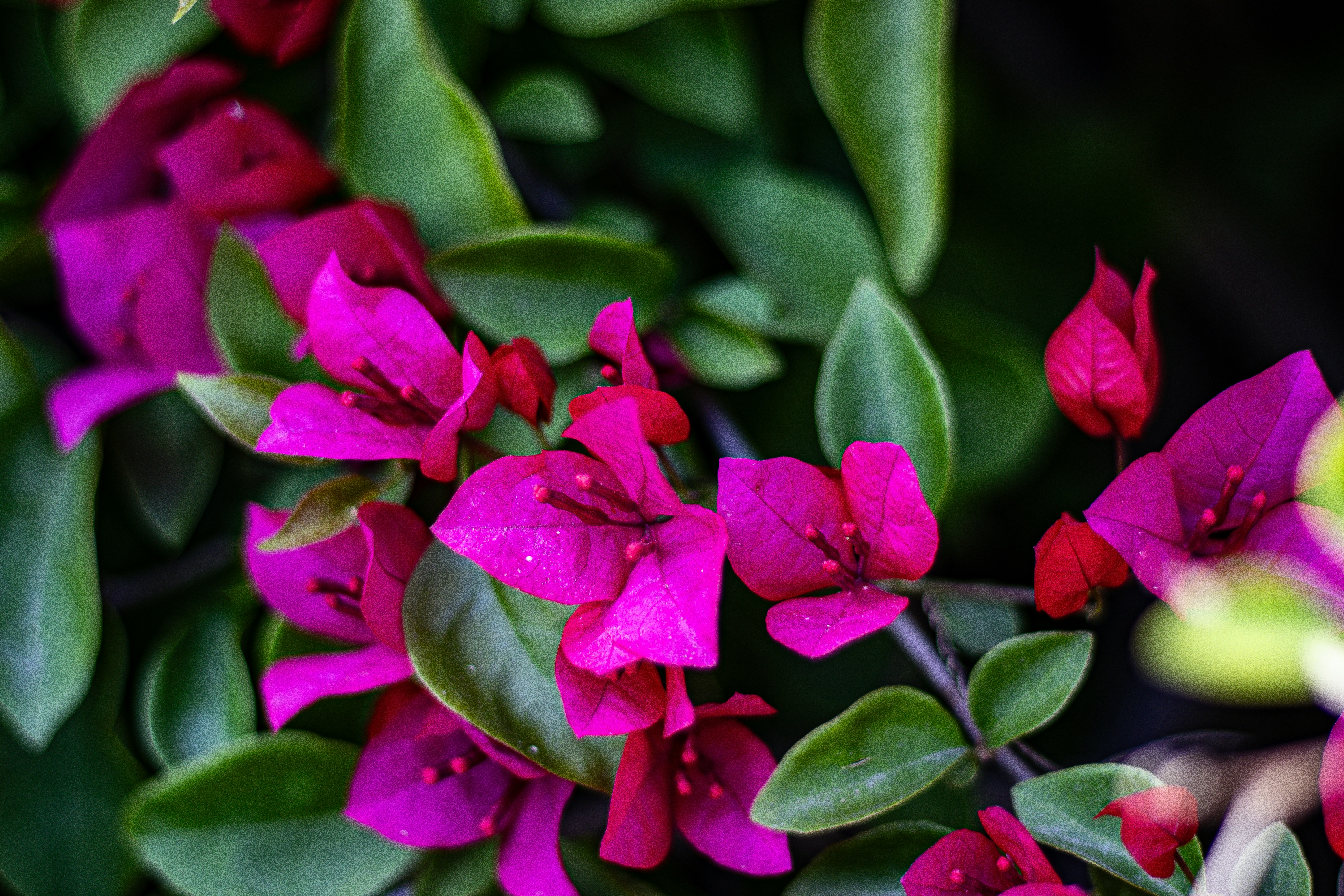 a bunch of pink flowers with green leaves