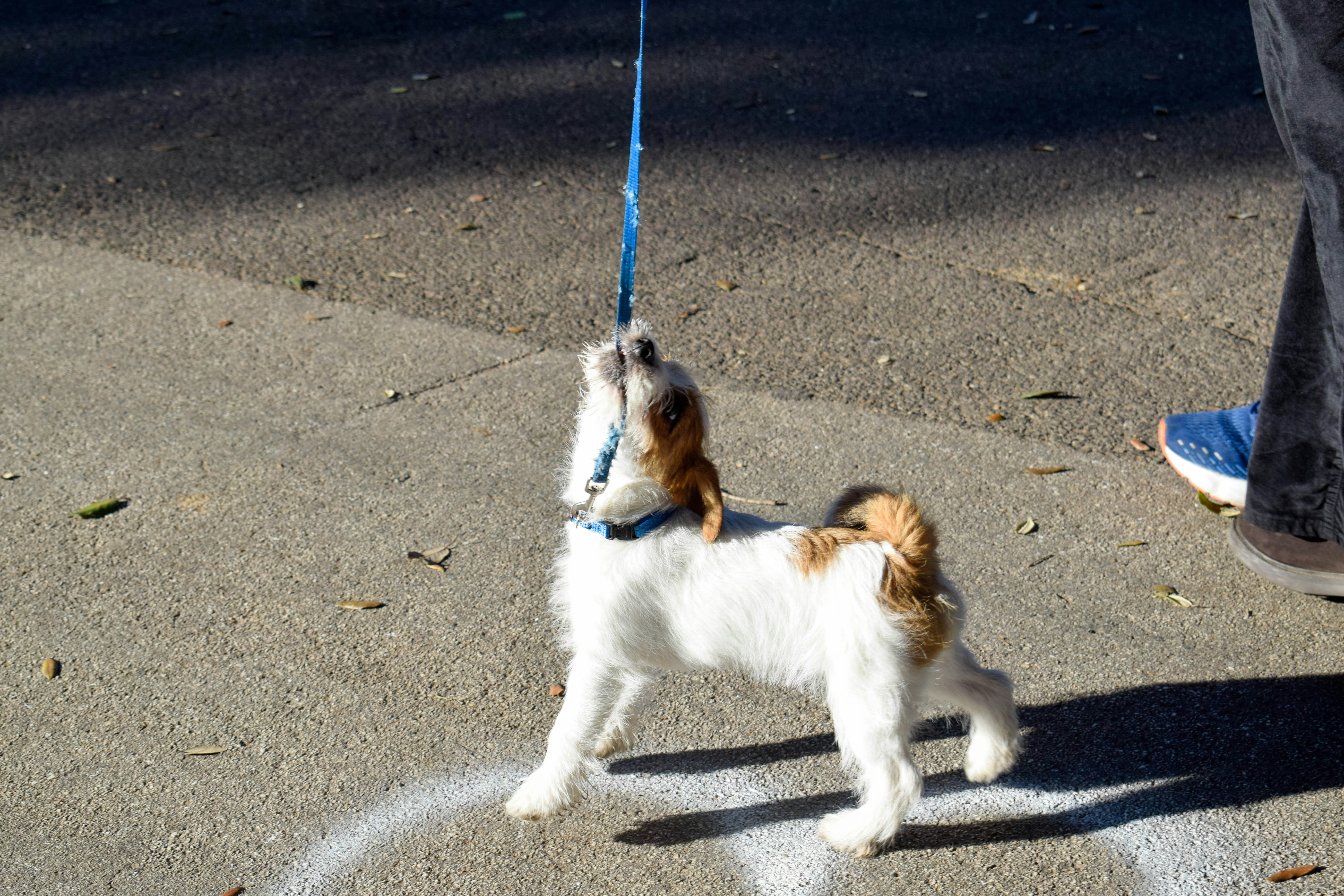 Adolescent puppy showing early signs of leash reactivity—recognizing stress signals