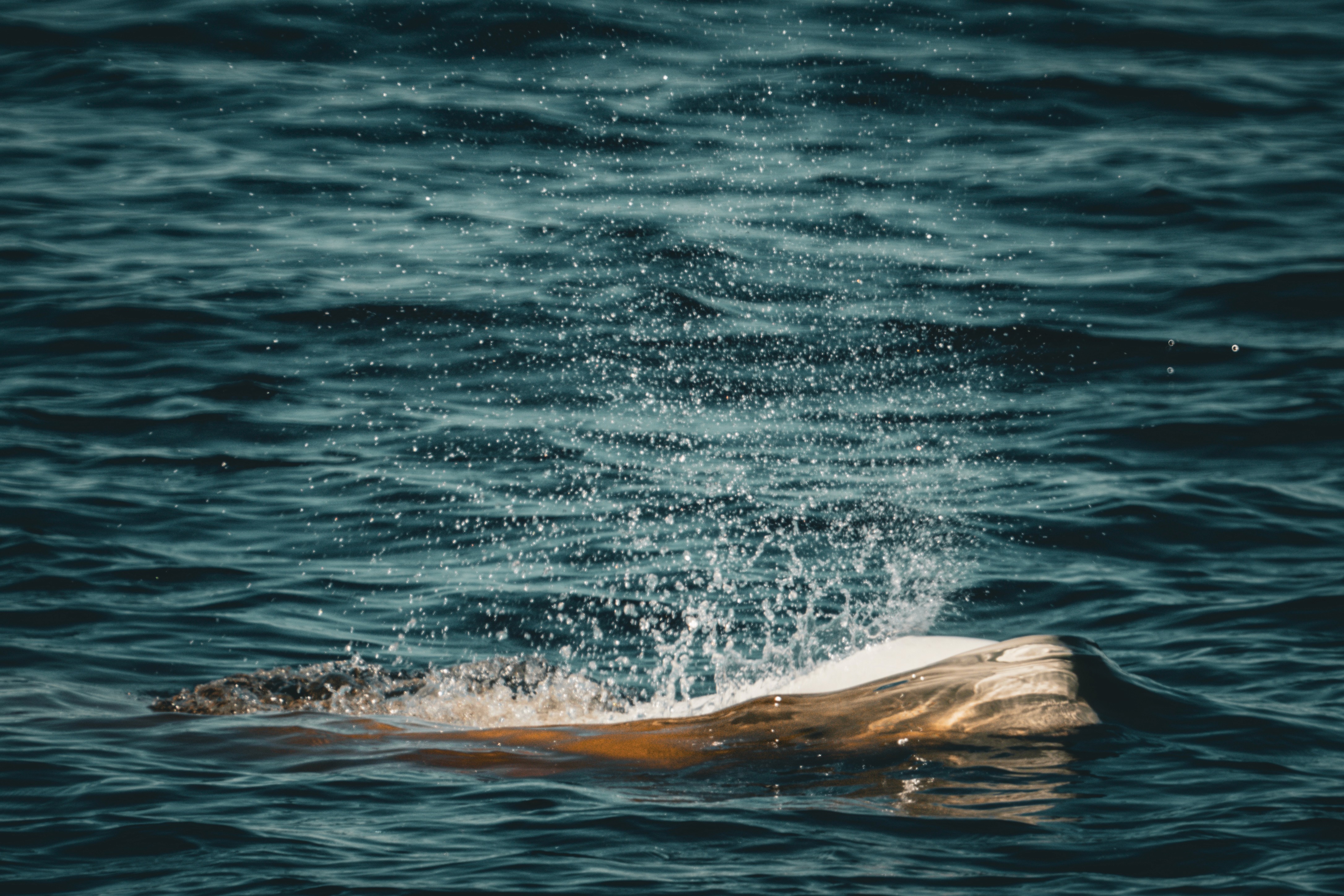 Dark Hudson Bay water with the trace of a whale passing beneath the surface