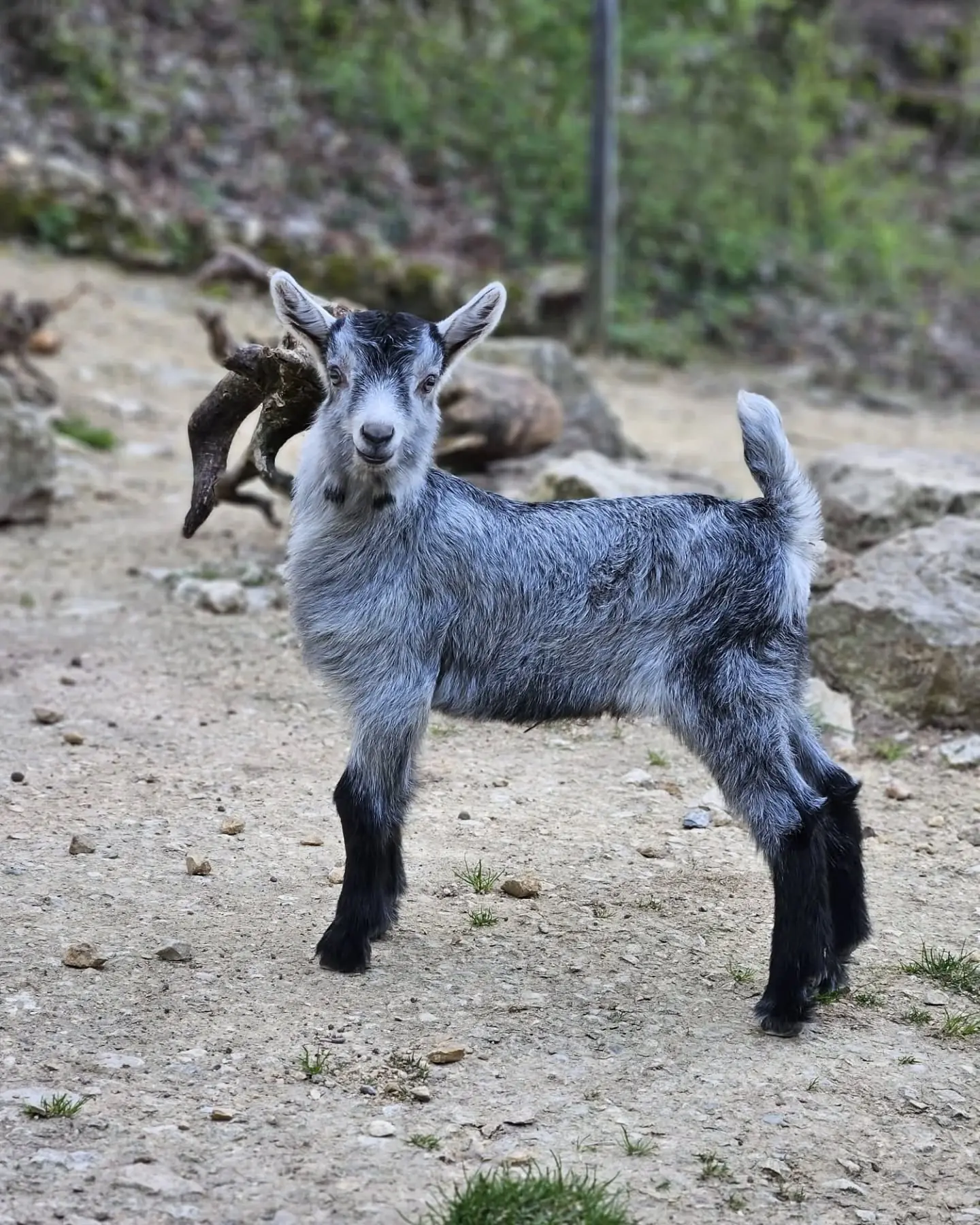 Graue Bergziege im Tierpark Biel