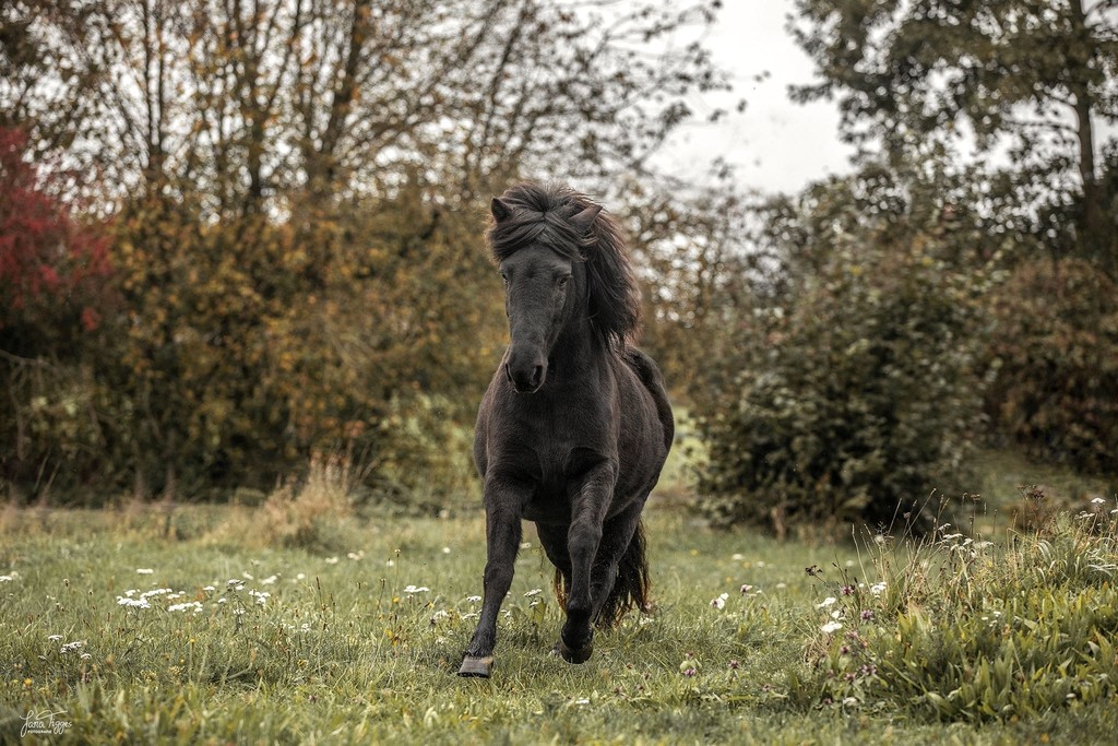 Mobile Tierphysiotherapie & TierheilpraxisKreis Heinsberg · Kreis Viersen · Mönchengladbach