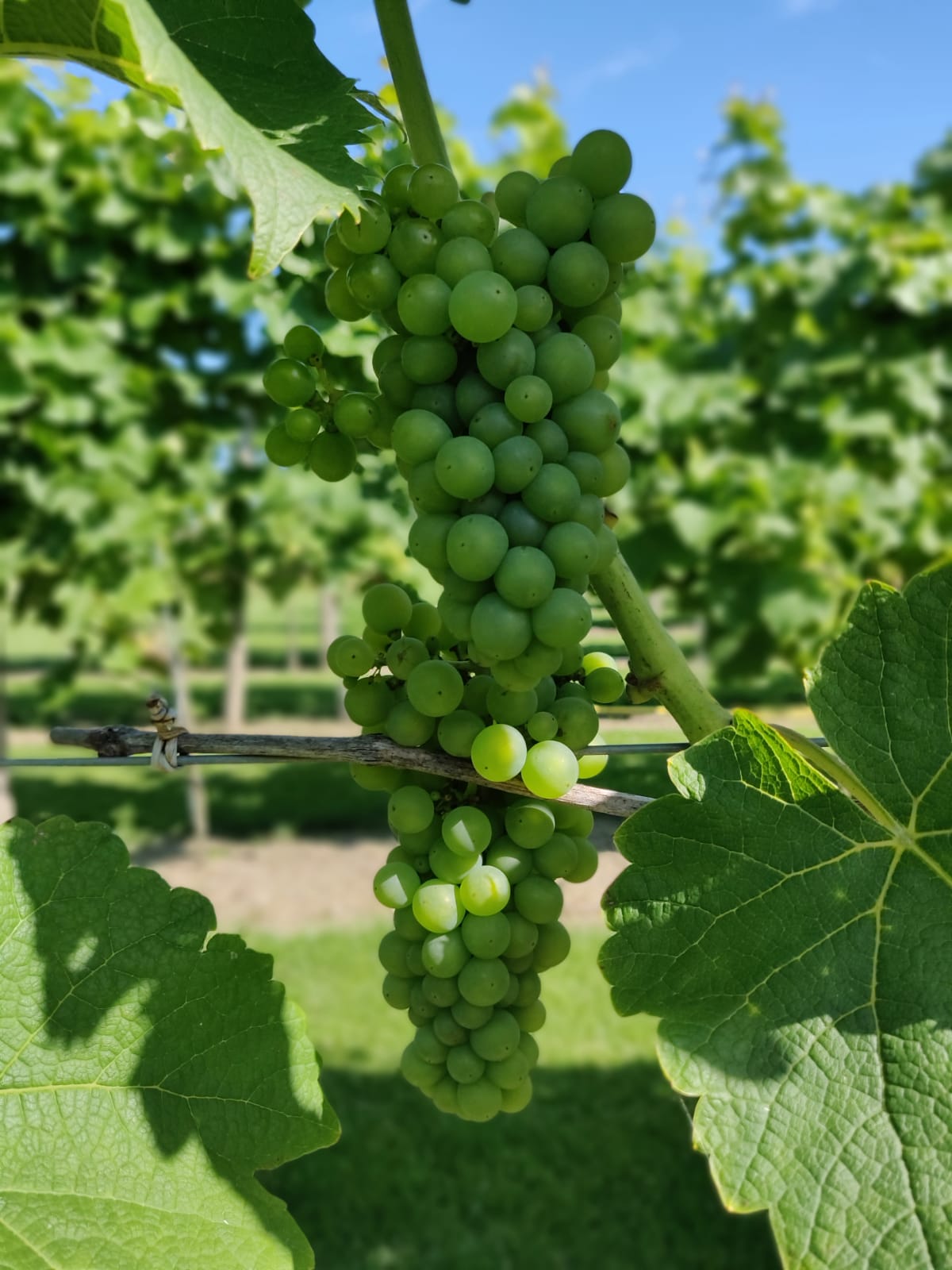 Handpicked grape clusters at Elara Wines, reflecting Saros' unique terroir