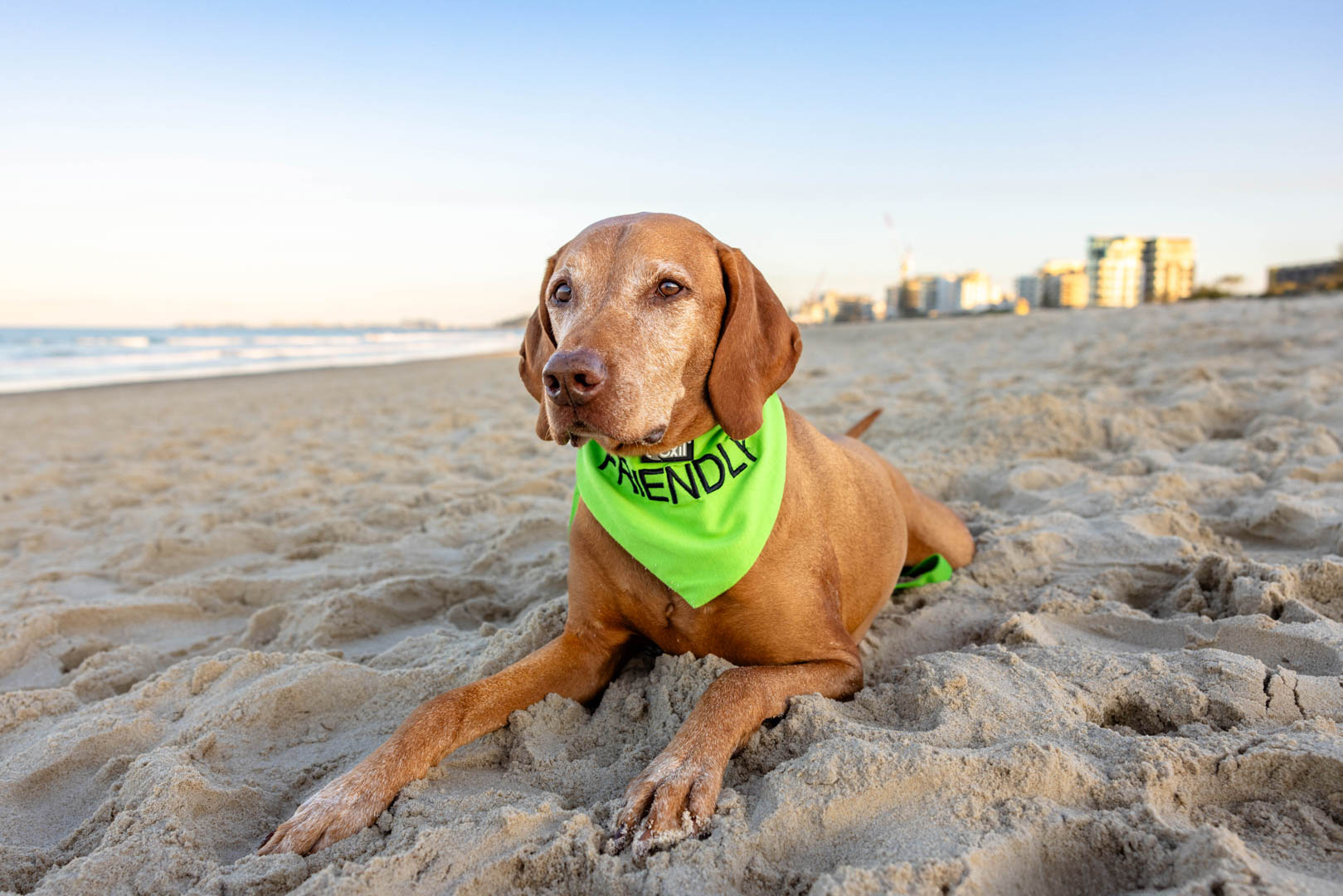 Hungarian vizsla laying on the sand at the beach in green 'Friendly' bandana