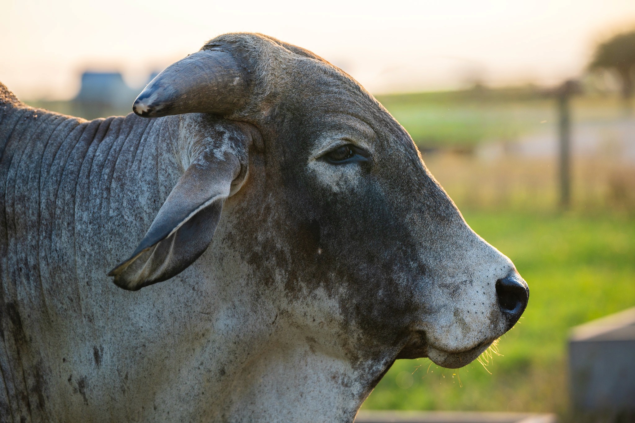 CATTLE FEED