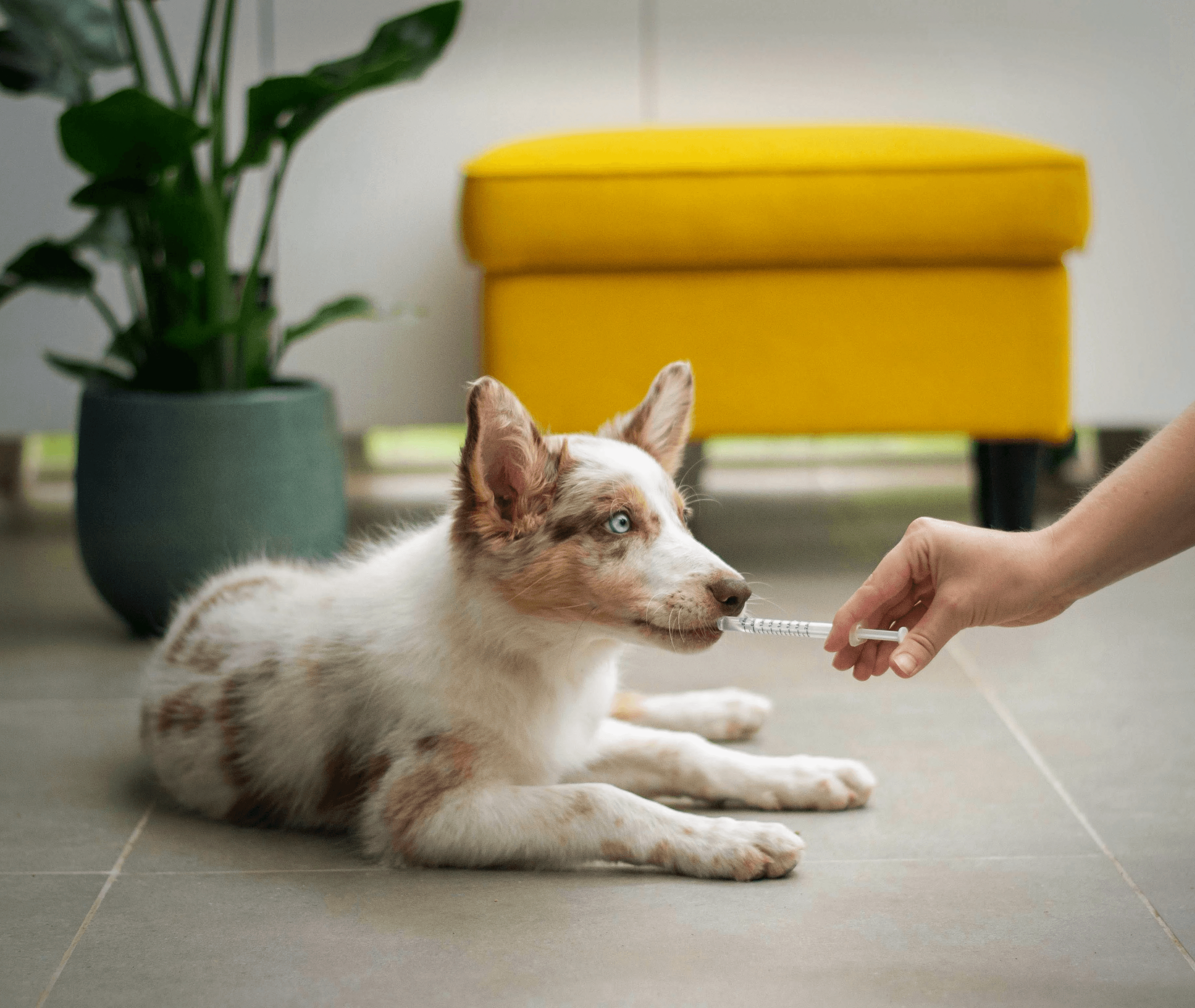 a dog laying on the floor with a person holding a stick