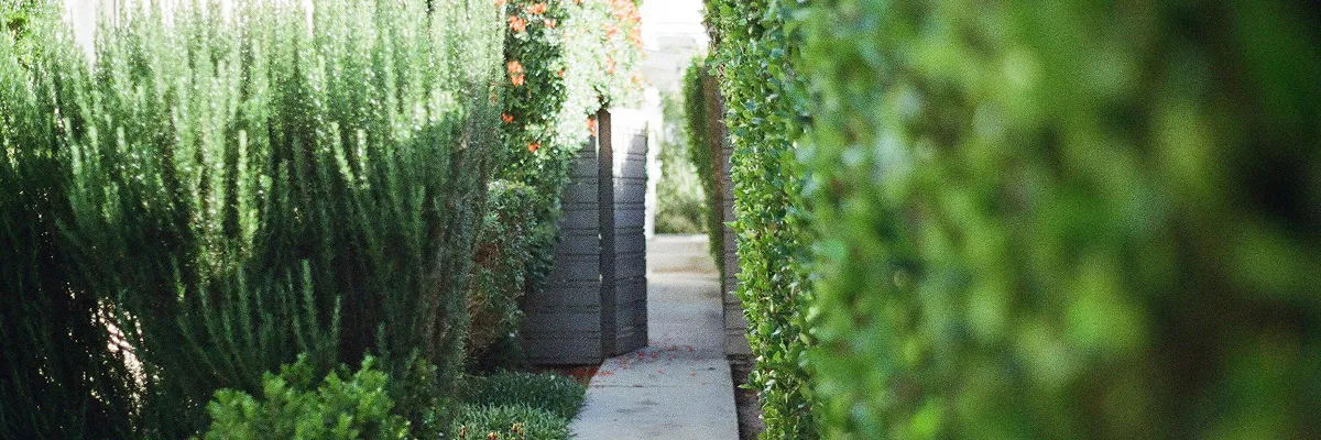 Backyard with the gate open