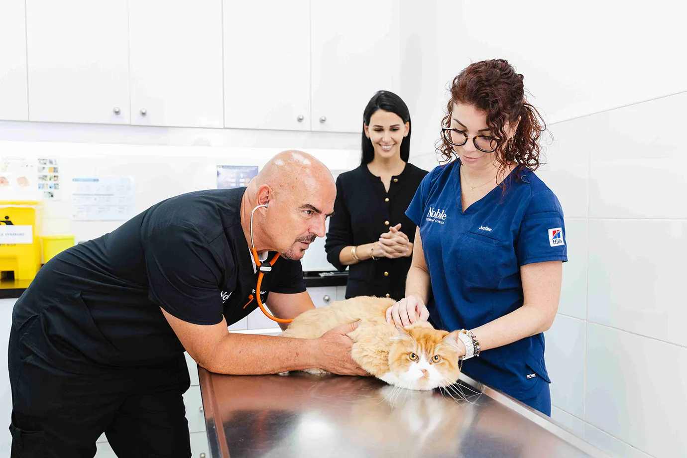 A cat is being examined by our expert vet before a quick microchipping process