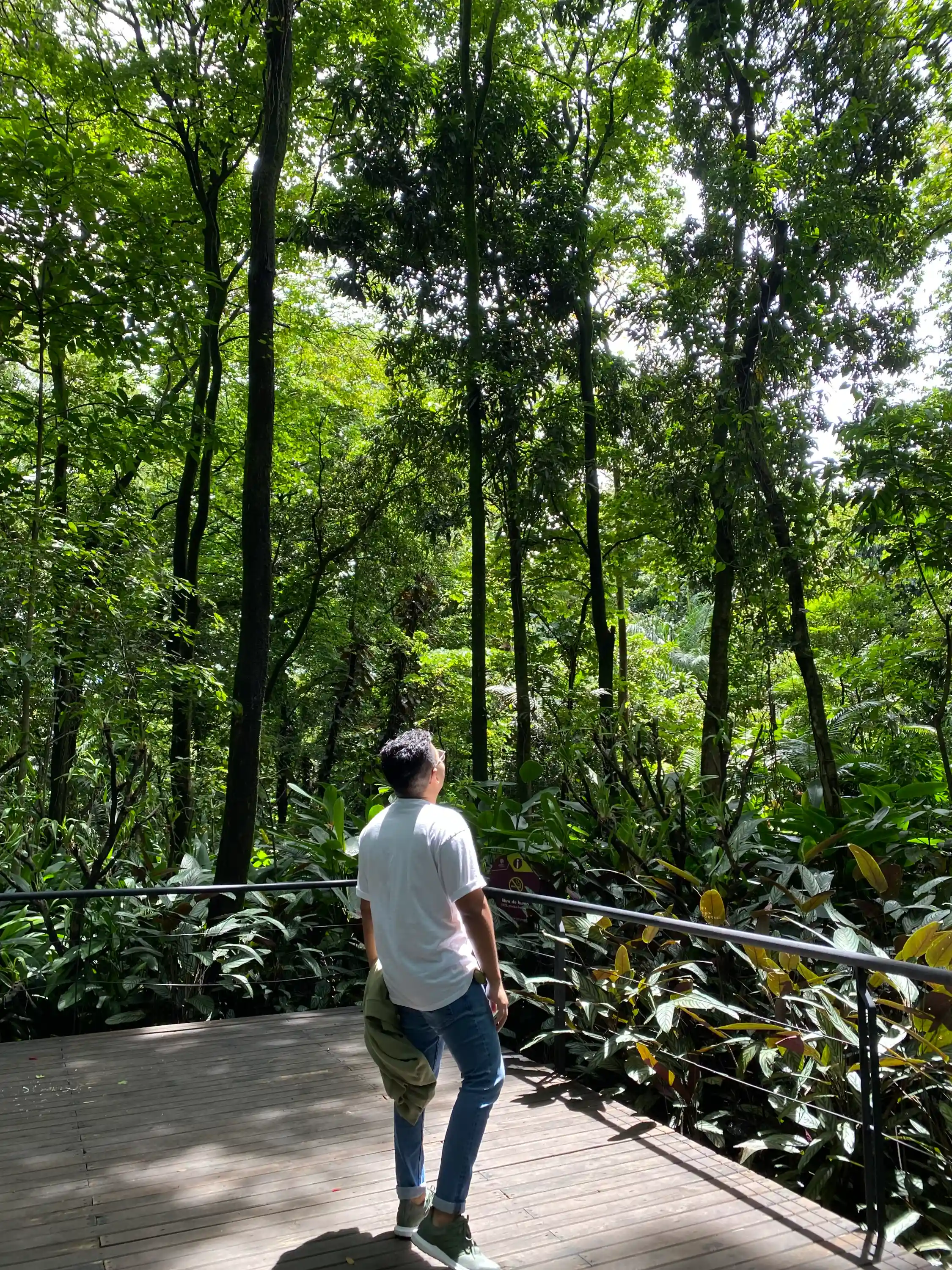 cesar between treesa