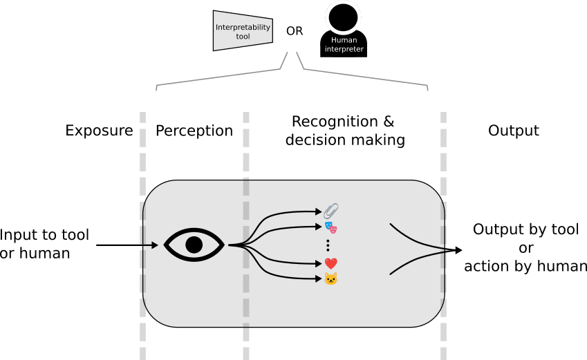 Figure 2. A more detailed model of information flow which is applicable both the interpretability tool and to the human. The steps begin with exposure of the information to the observer, then perception by the observer, then recognition & and decision making, followed by output.