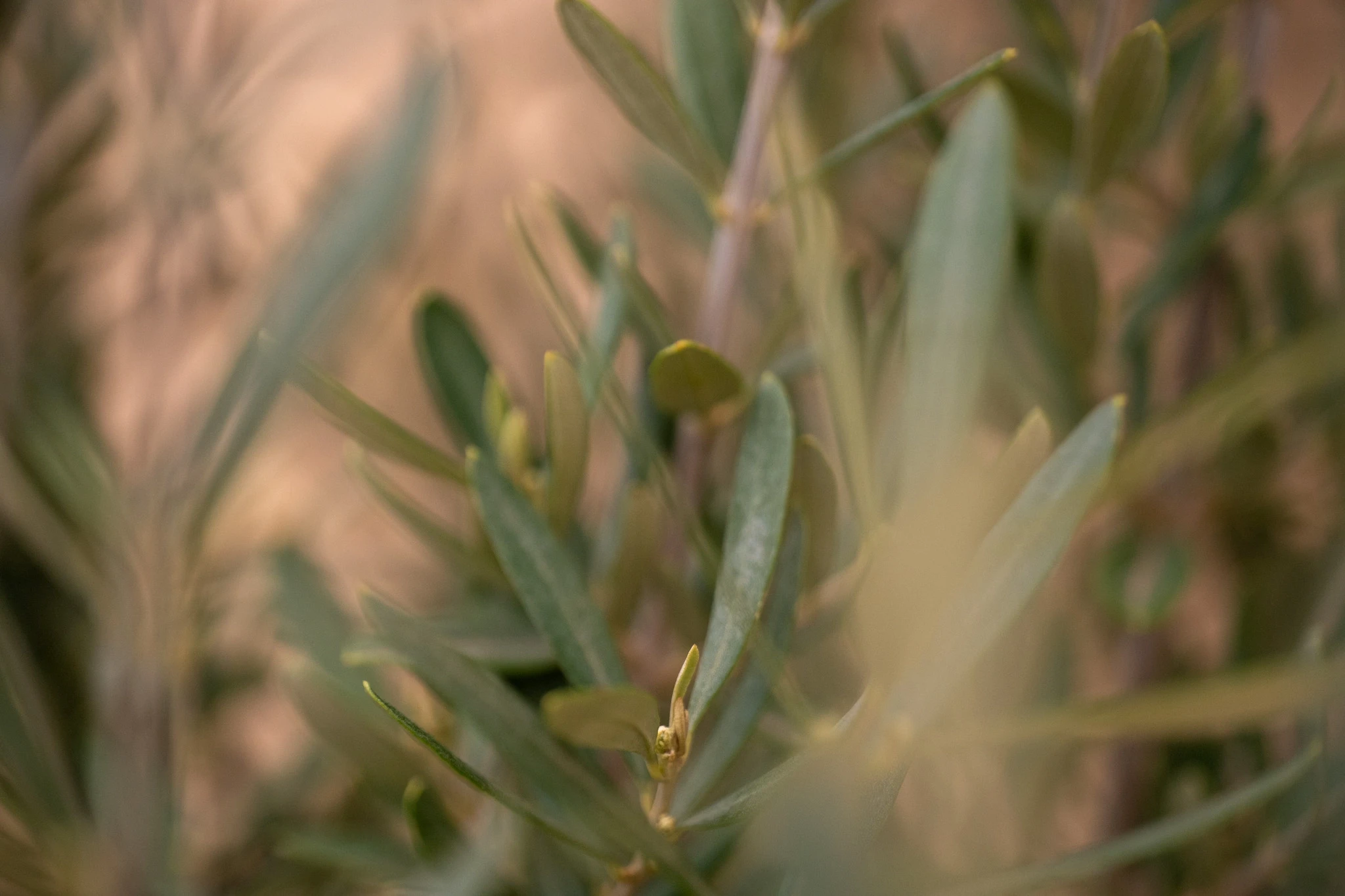 Feuilles d'olivier en gros plan, vert et détails.