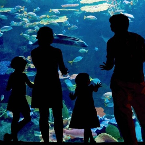 Hình dáng của một gia đình bốn người đang quan sát những chú cá đầy màu sắc bơi lội trong bể cá lớn.