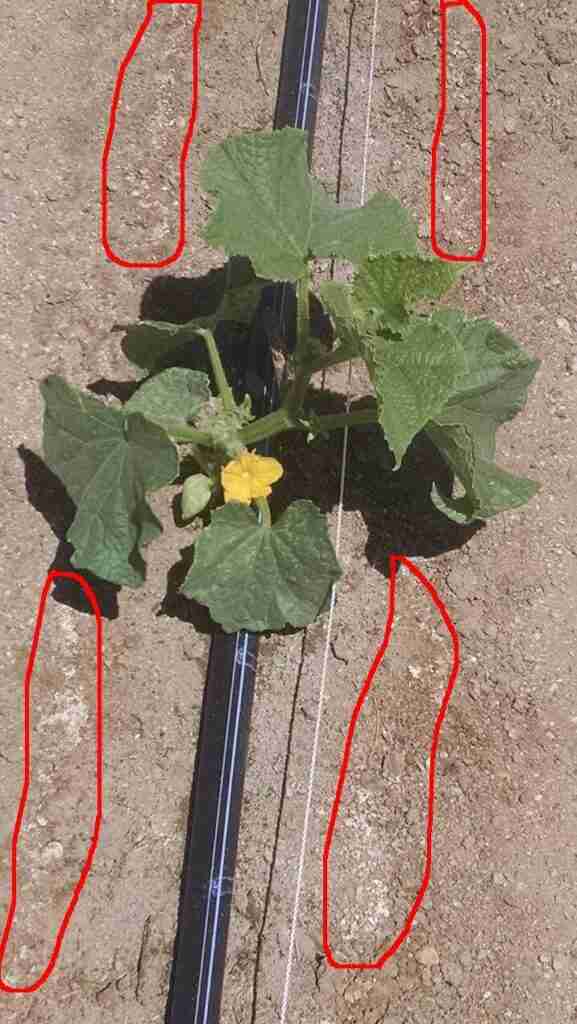 Cucumber plants treated with Magnetizer® irrigation water showing stronger stems and improved leaf vitality.
