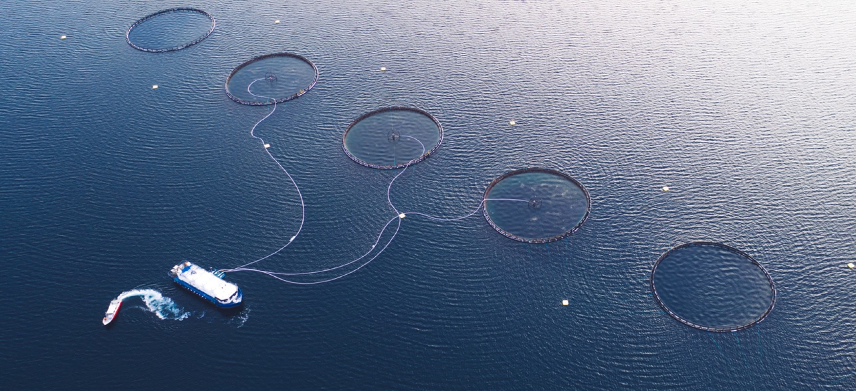 A close-up of a large shell filled with golden grains, resting on a white surface with some food items in the background.
