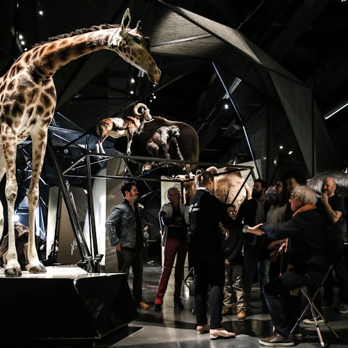 People gathered in a museum exhibit featuring a giraffe and other animal taxidermies, engaged in conversation.