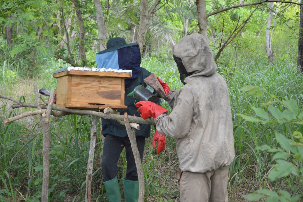 Praktische Arbeit an einer Bienenbeute im PROJECT TOGO.